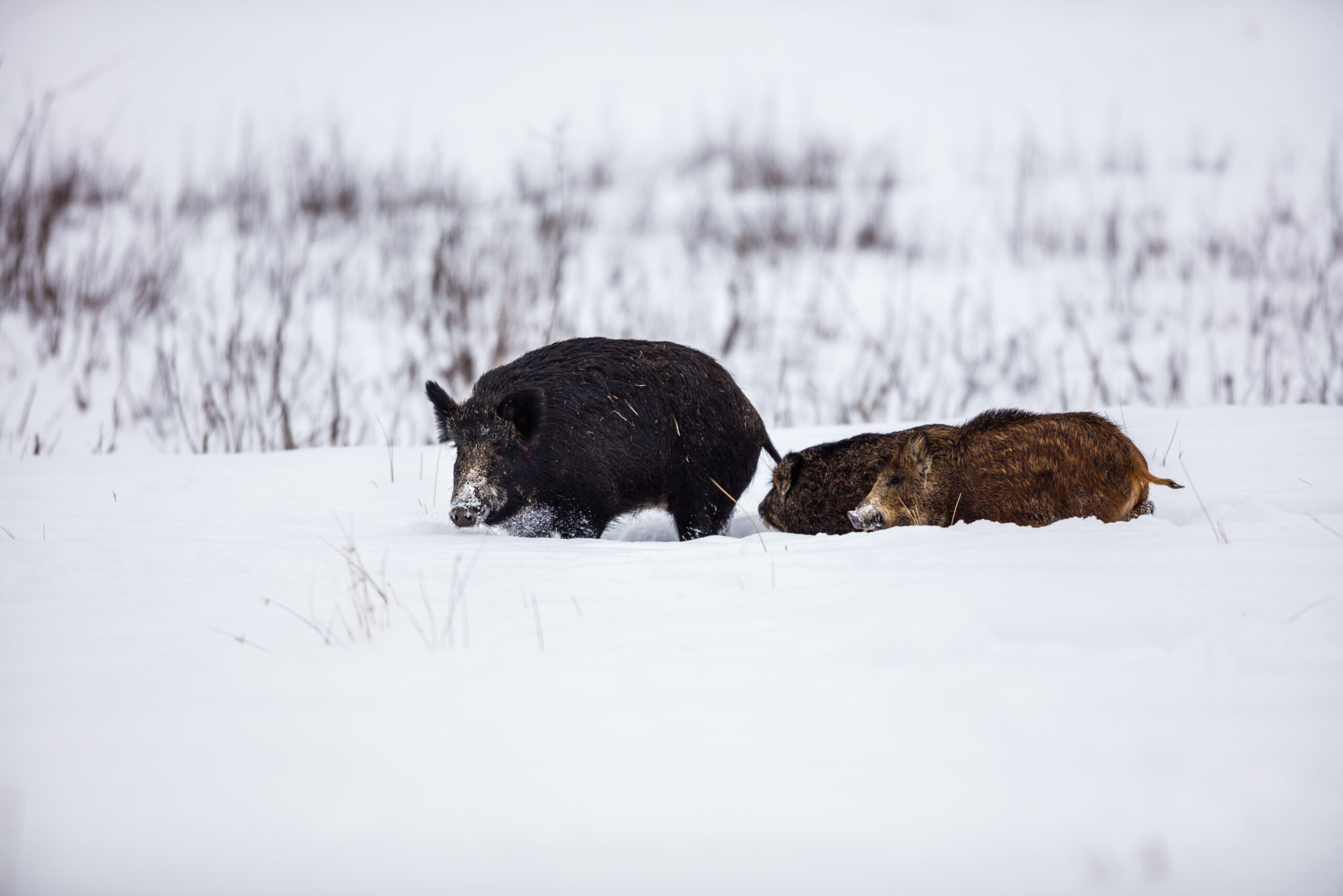 Wild pigs in a forest in northern Quebec. The majority of recorded sightings are in Saskatchewan, but wild boars are a problem across the country.