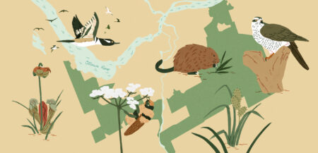 The Ottawa Greenbelt is abundant with life, including pitcher plants and muskrats, and is an important site for migrating birds. It is home to several species at risk, like the golden northern bumblebee, northern goshawk and cattail sledge plant.