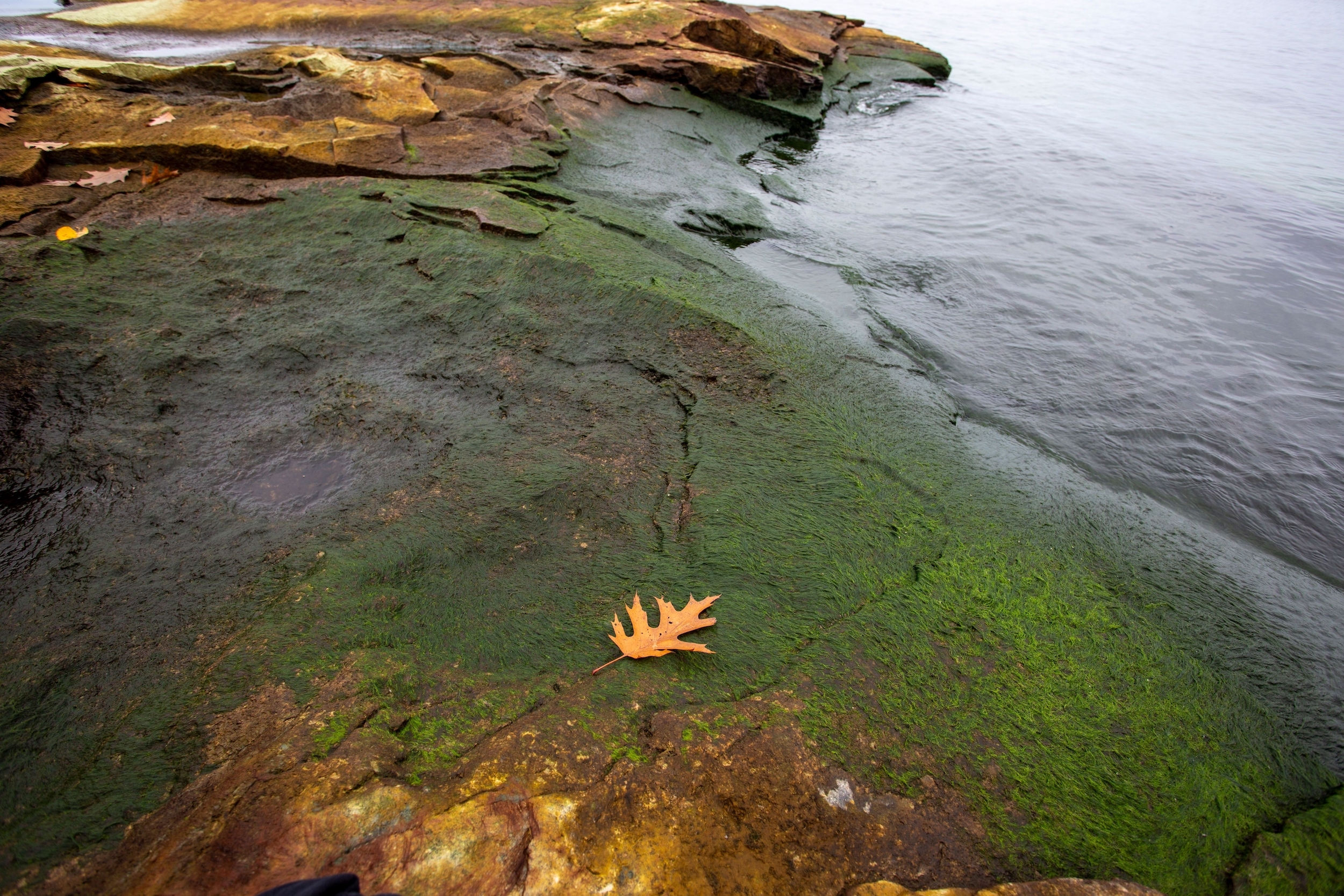 The shore of Lake Ontario, carpeted with algae, which can be caused by phosphorus from sewage. 