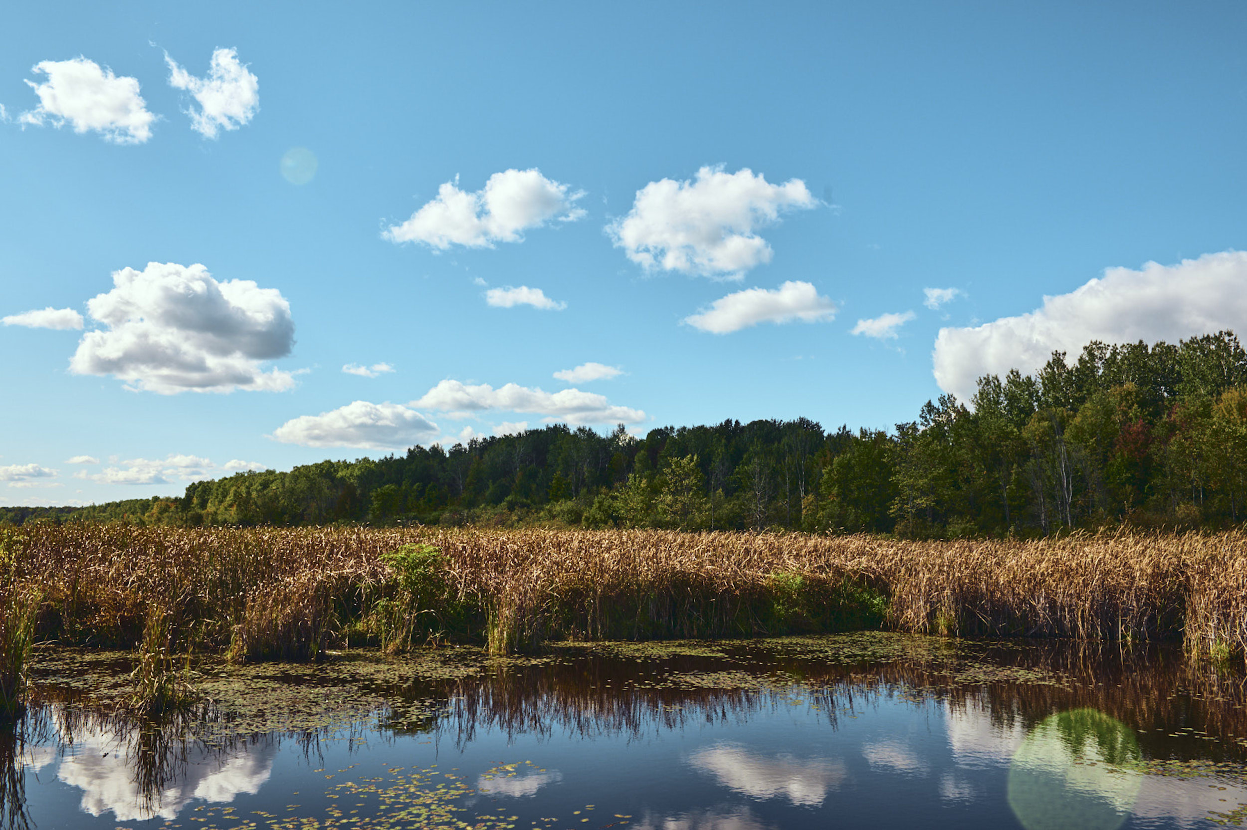 The Mer Bleue Bog is a provincially recognized natural wetland. It’s home to several provincially significant plants, birds and wildlife. Photo: Adrienne Row-Smith