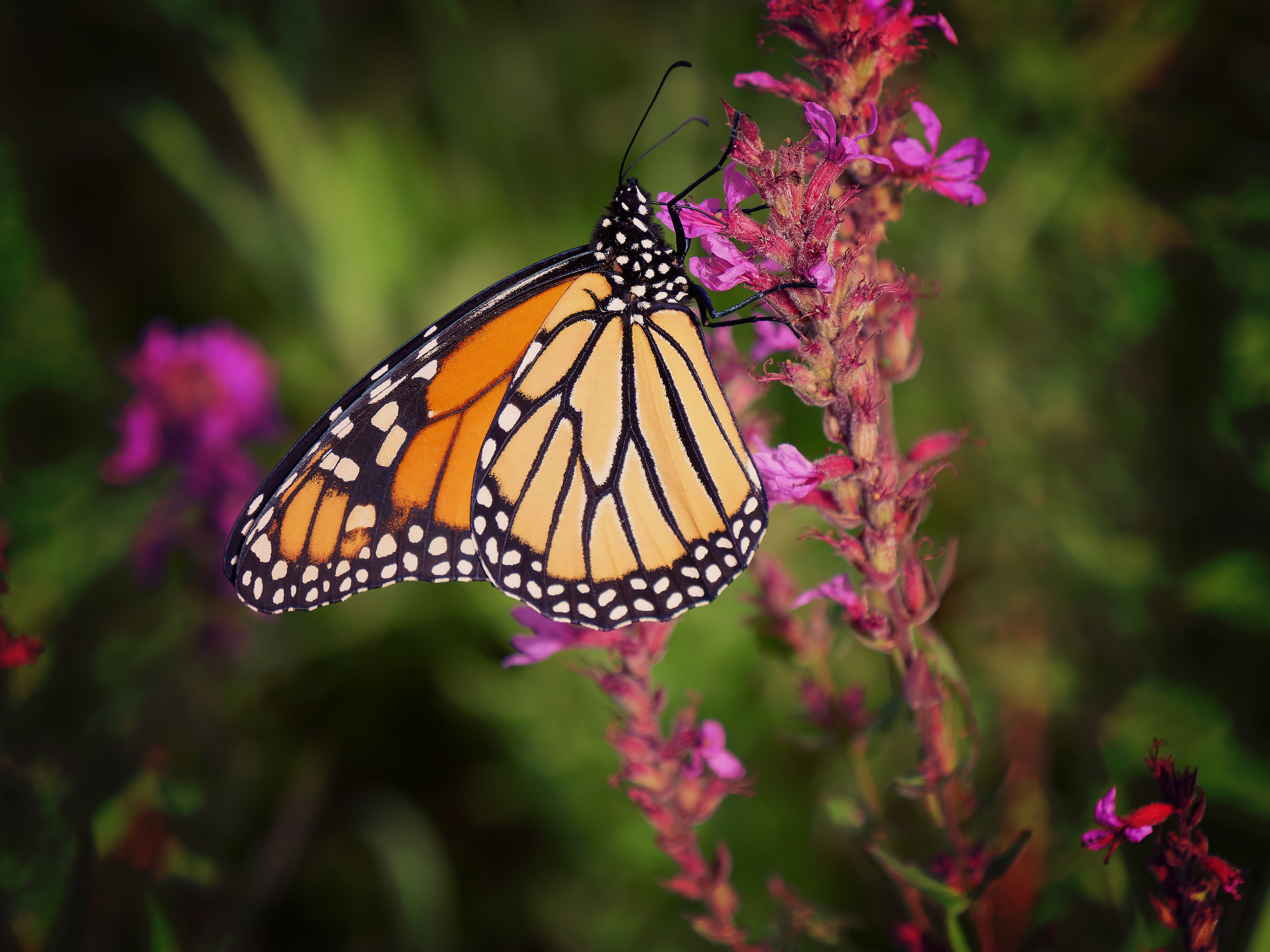 A monarch butterfly in Shirley's Bay in the Ottawa Greenbelt.