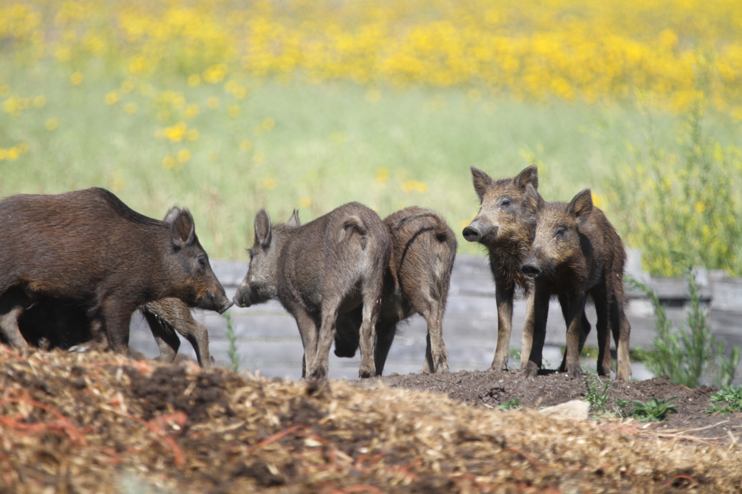 Wild pigs are prolific breeders, with sows producing around six piglets per year, meaning their population grows exponentially. In Canada, the range of wild pigs has been expanding by a staggering nine per cent a year since 1990.