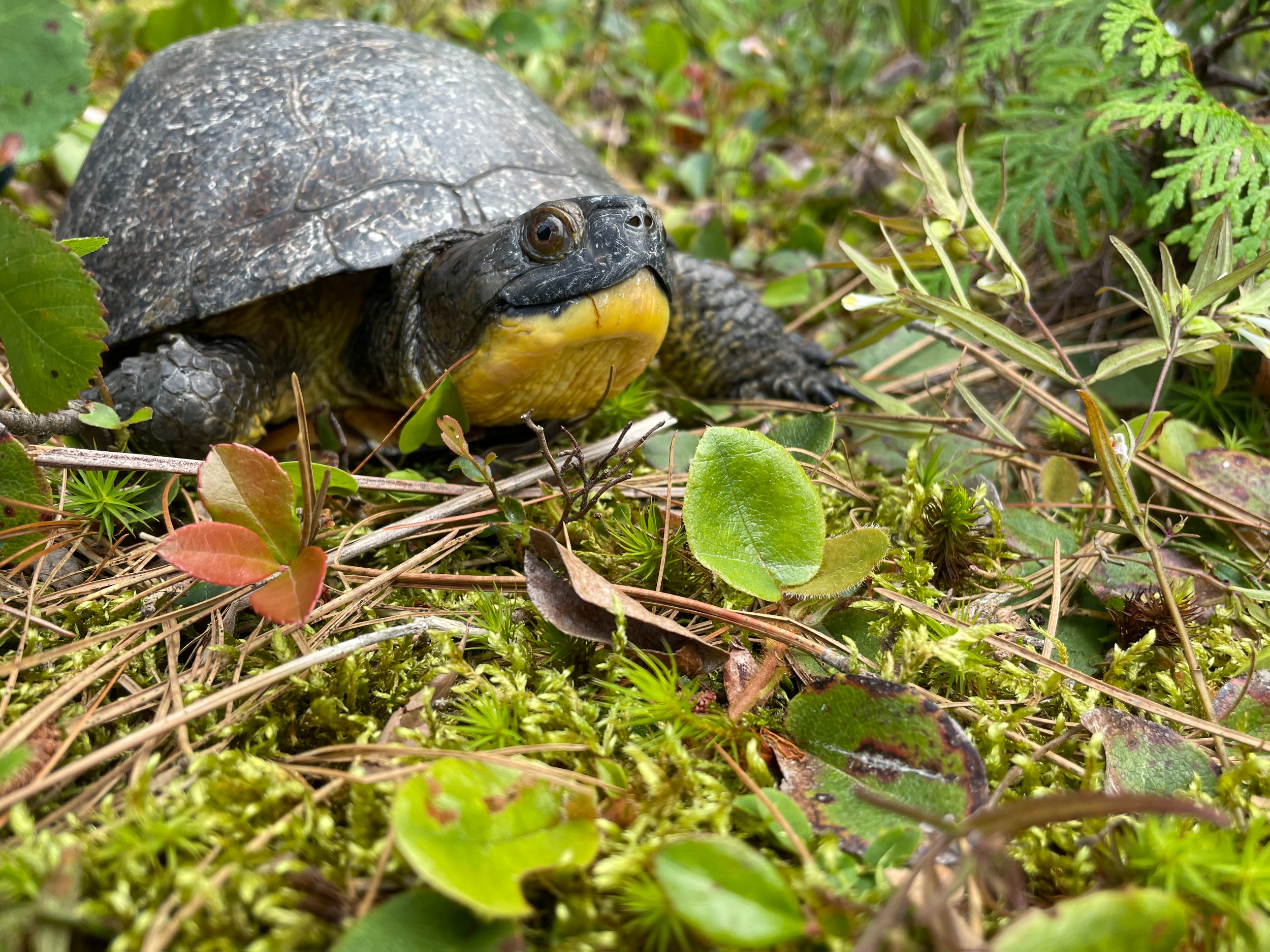 Quarry proposal in The North Shore, Ontario: A Blanding's turtle walks along moss and fallen leaves