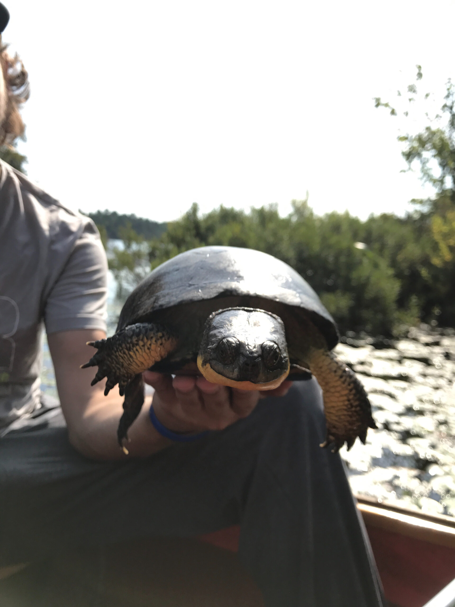 A Blanding's turtle being held in a hand on canoe