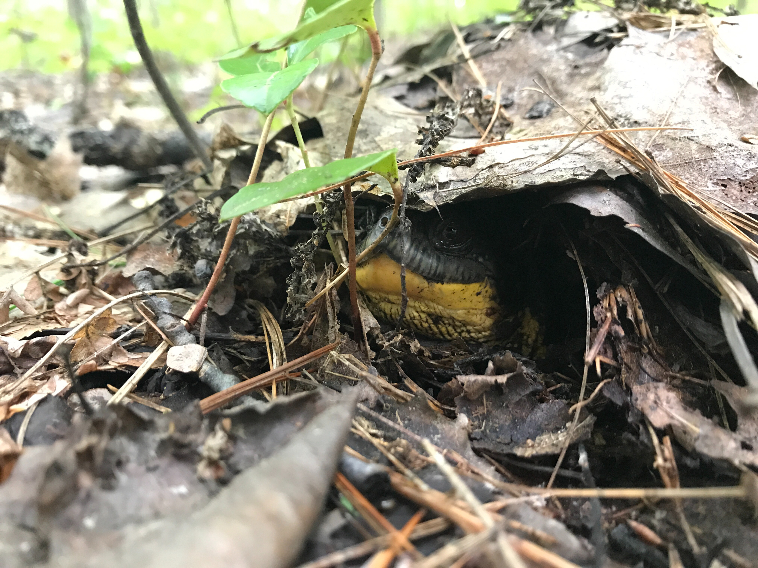 The North Shore, Ontario: A Blanding's turtle peeks out from under a leaf