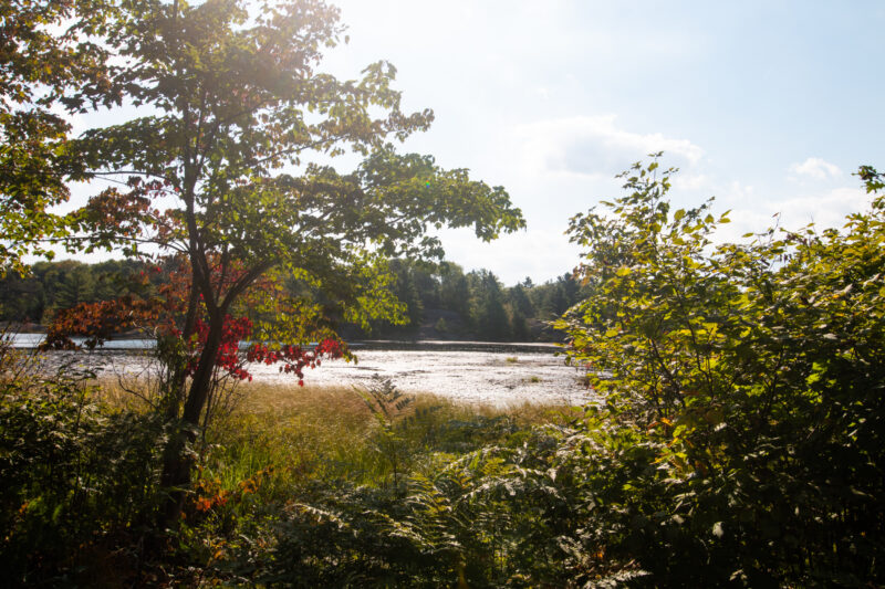 Sunlight reflecting off a wetland