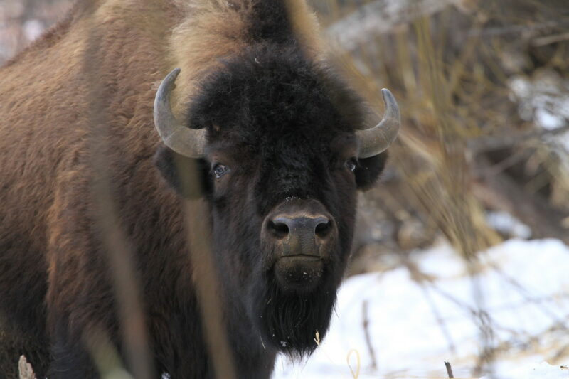 A wood bison looking directly at the camera