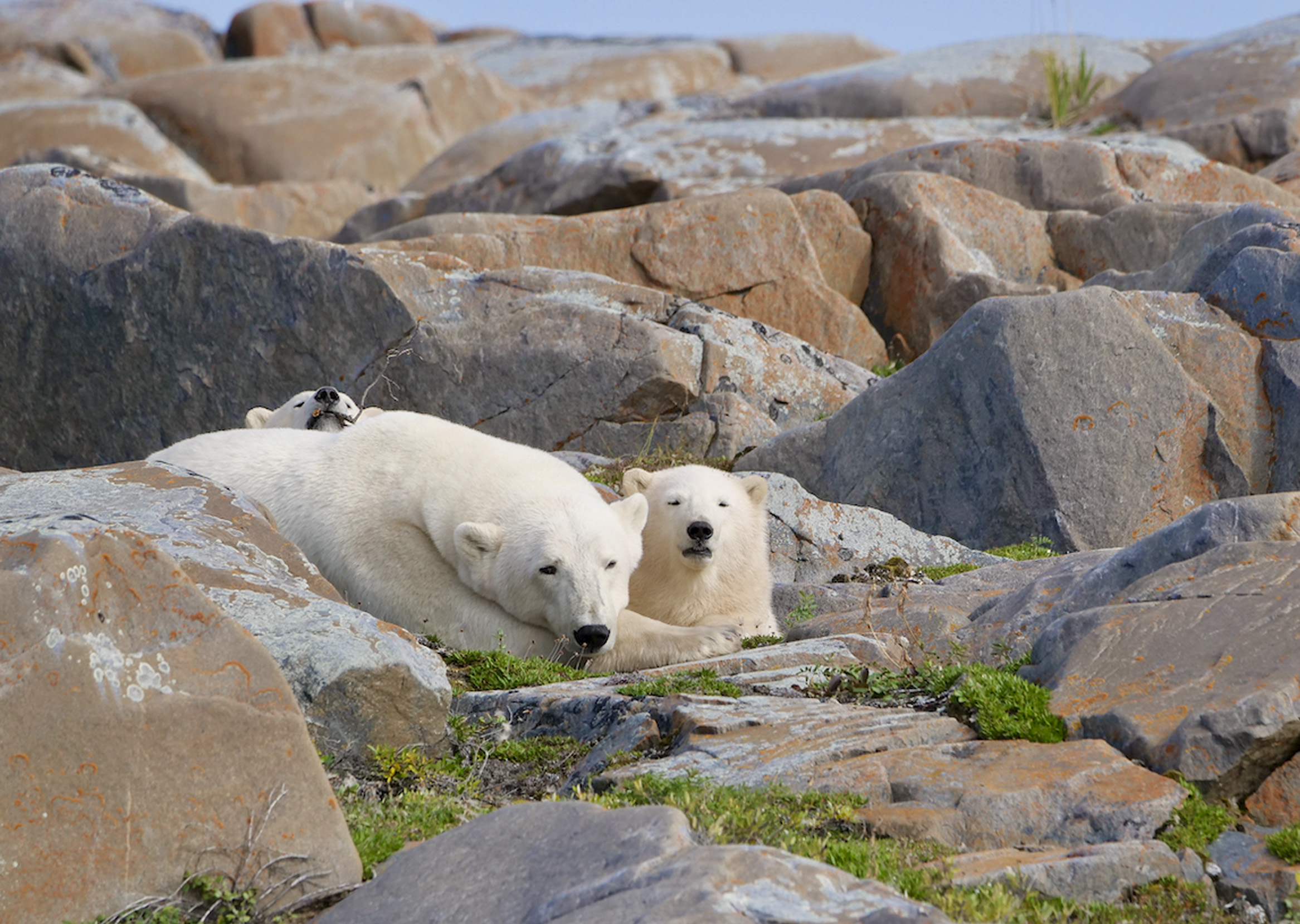 A polar bear mother and two cubs rest on the rocks near Hudson Bay in summer