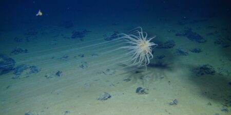 A cnidarian attached to a dead sponge stalk on a nodule