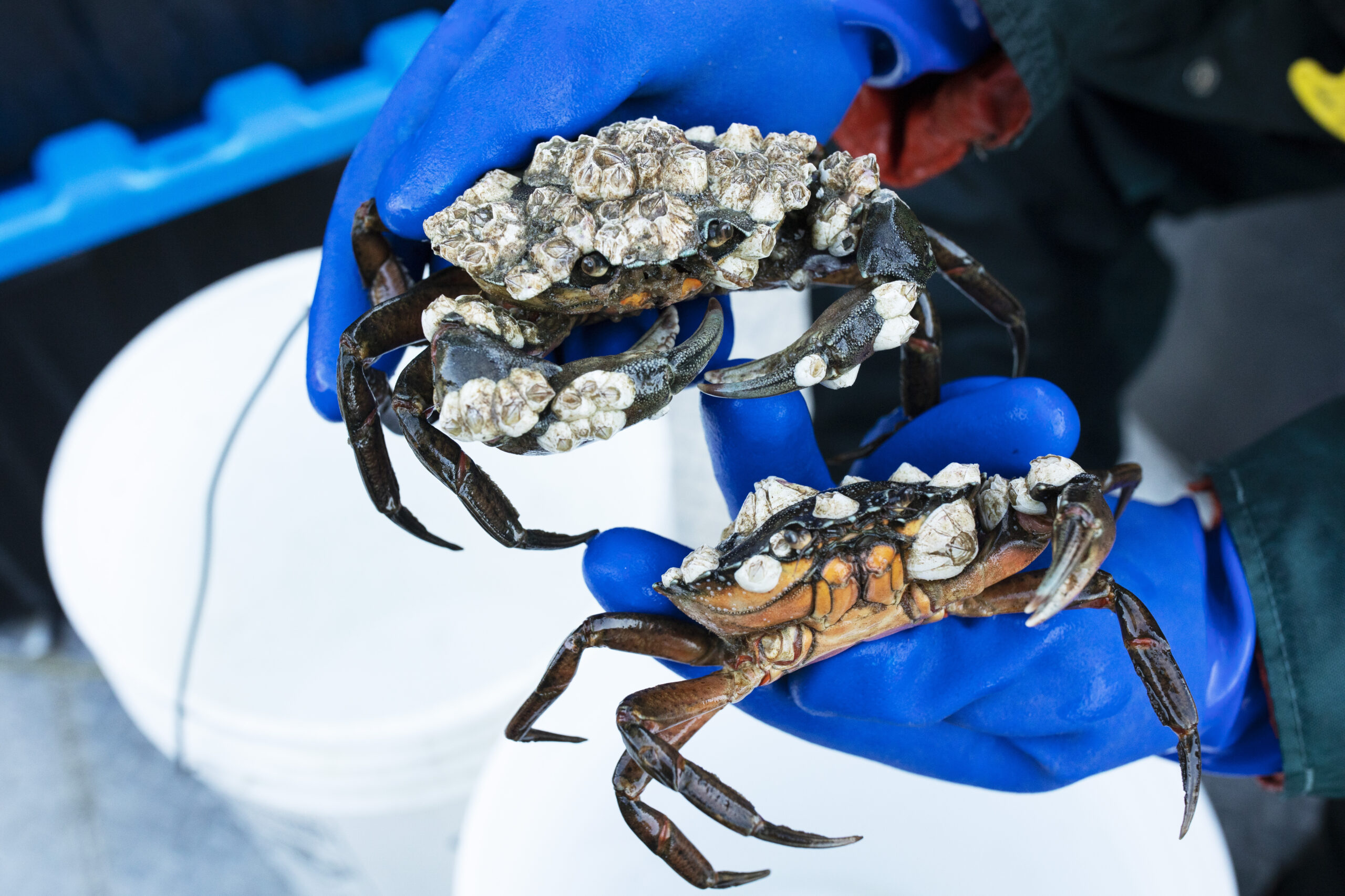 A close up of Joe Louie, a technician with Coastal Restoration Society, holding two European green crabs, covered in barnacles, with blue gloves 