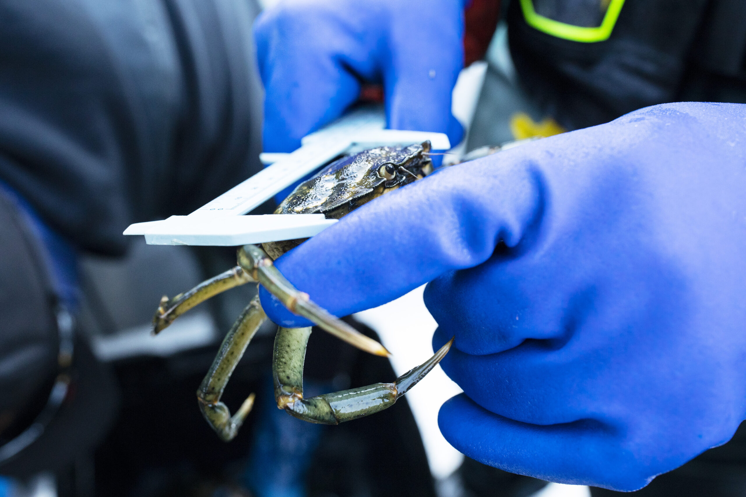A close up of a crab as Coastal Restoration Society technician Joe Louie measures its carapace. Louie is wearing blue gloves.