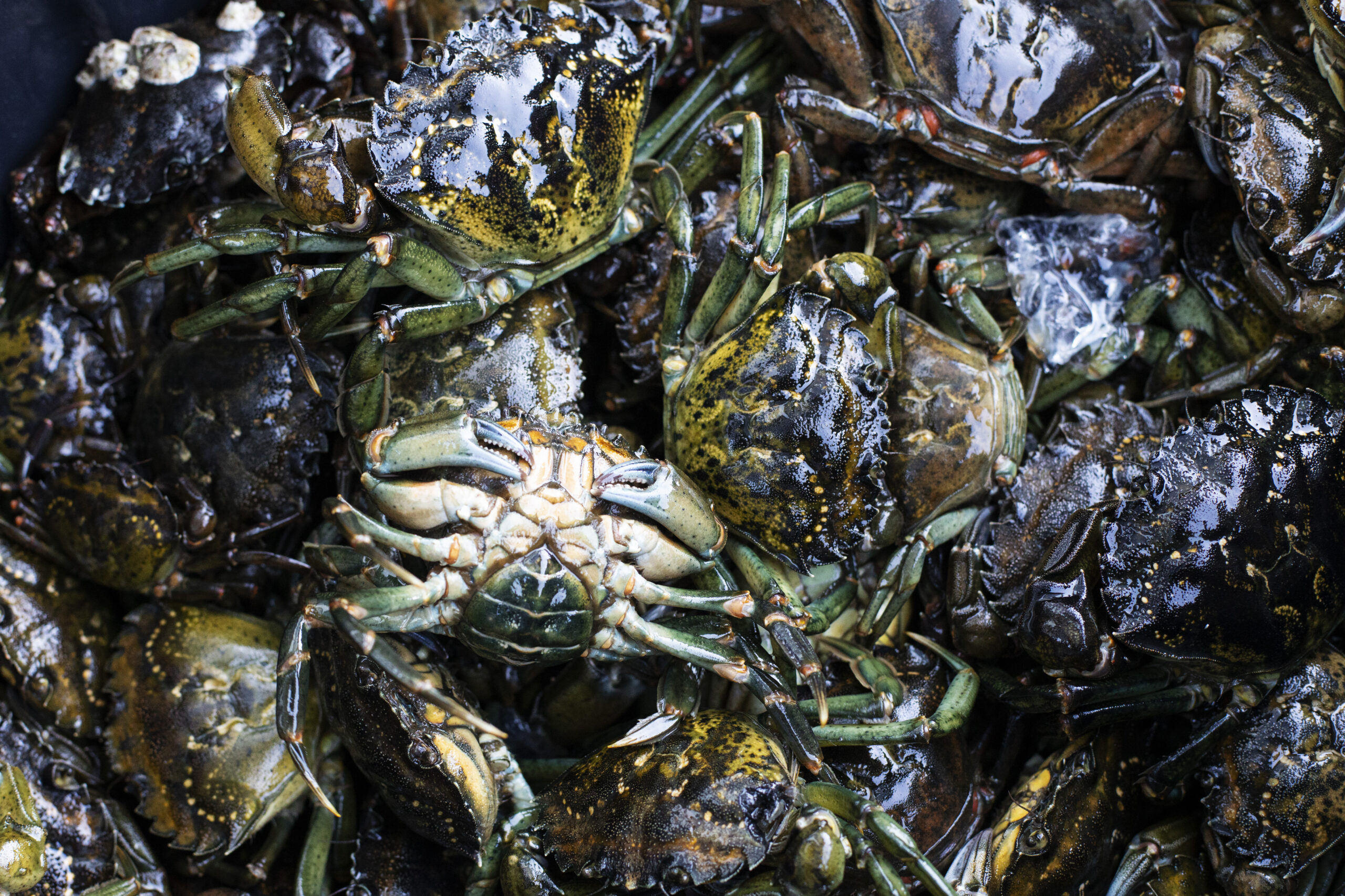 European green crabs piled in a bucket for transport to a freezer
