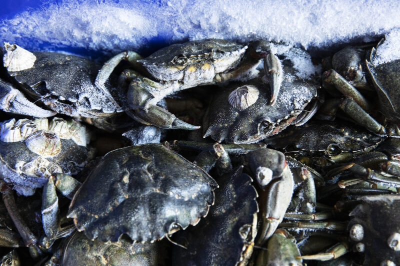 Bins filled with European green crabs collected by Coastal Restoration Society are kept frozen inside a shipping container in Tofino, British Columbia.