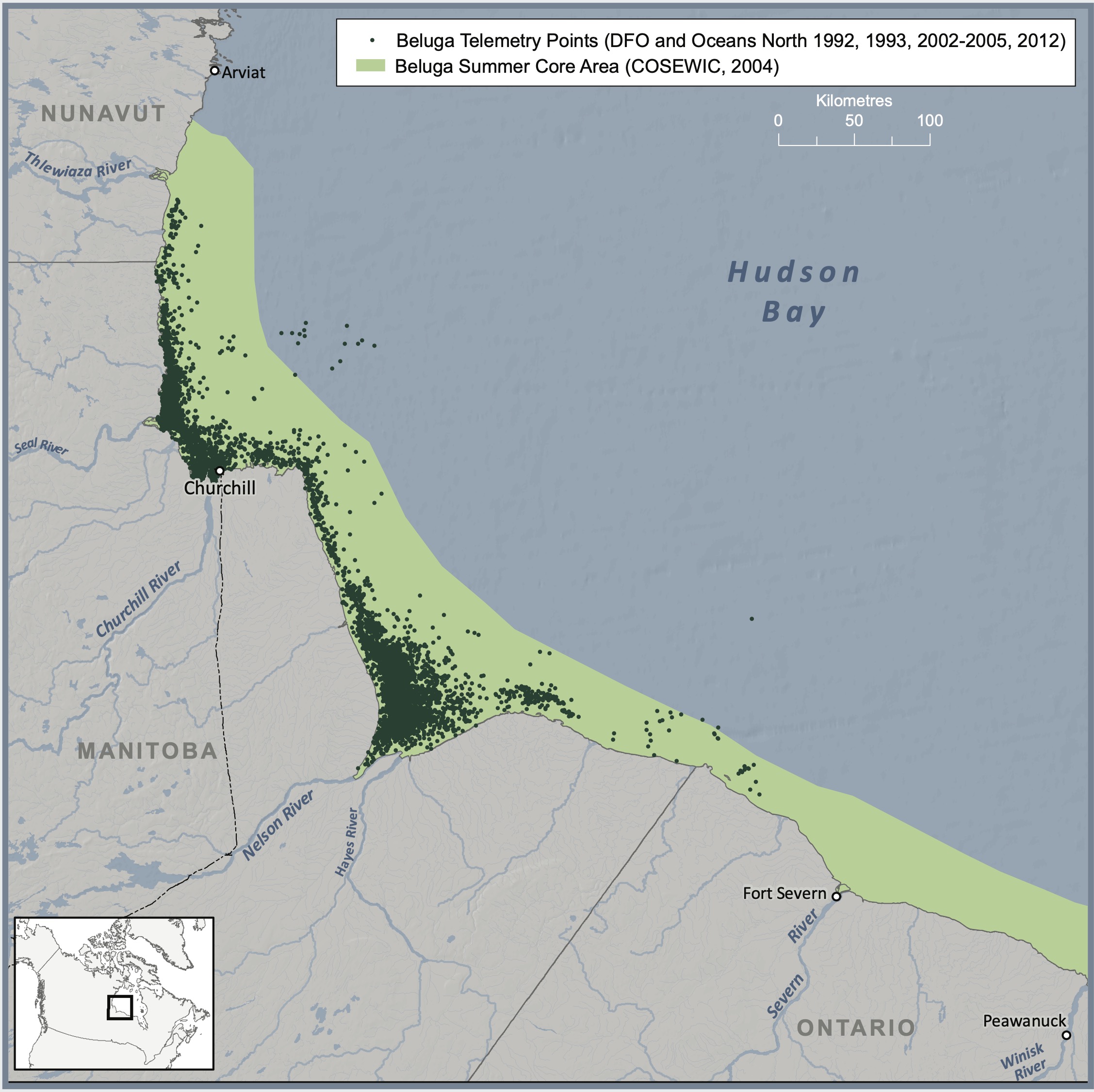 A map depicting core beluga summer habitat and beluga telemetry data in Hudson Bay