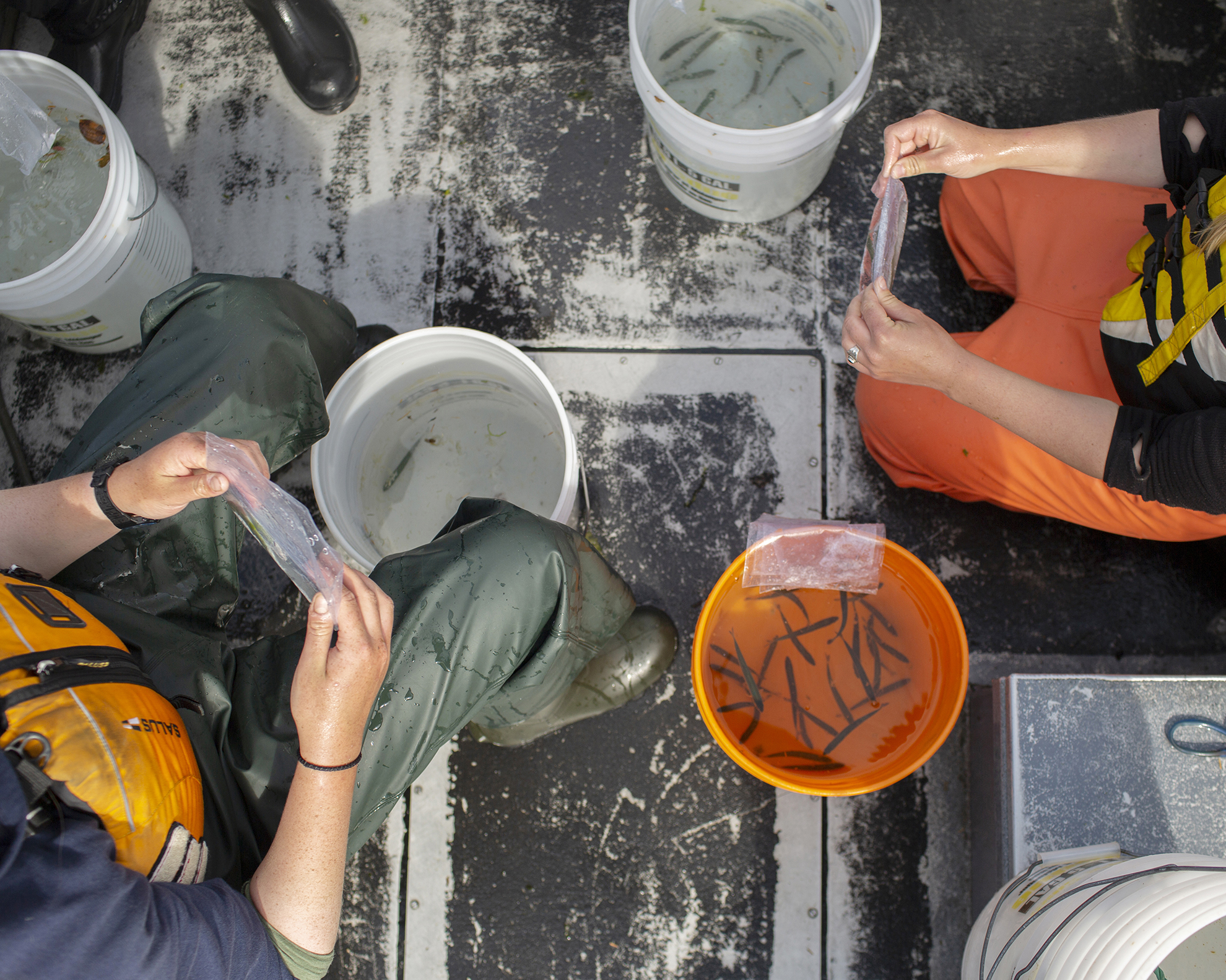 researchers sitting near buckets of juvenile fish count sea lice on each individual fish