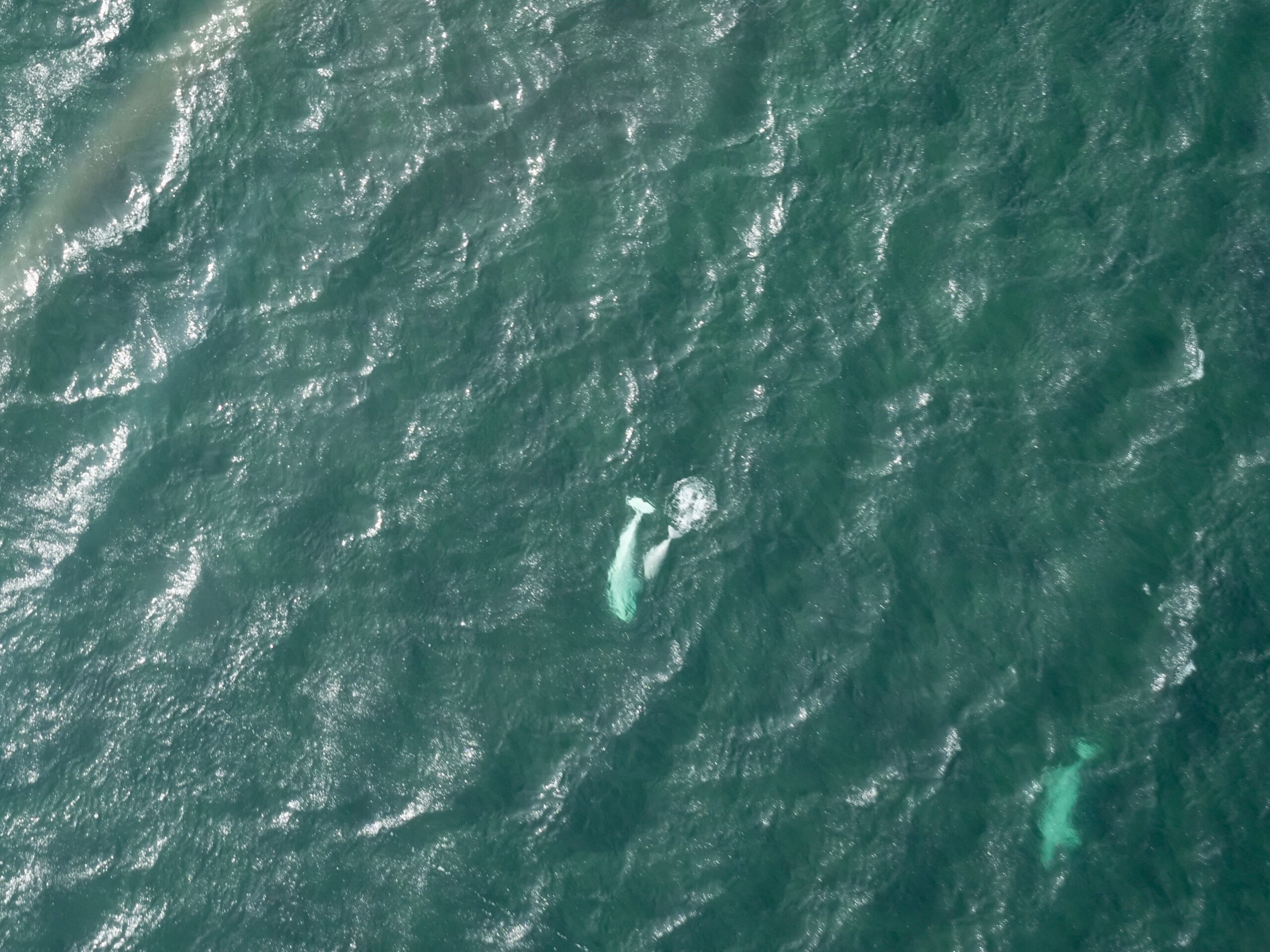 Beluga whales seen from the air above Hudson Bay