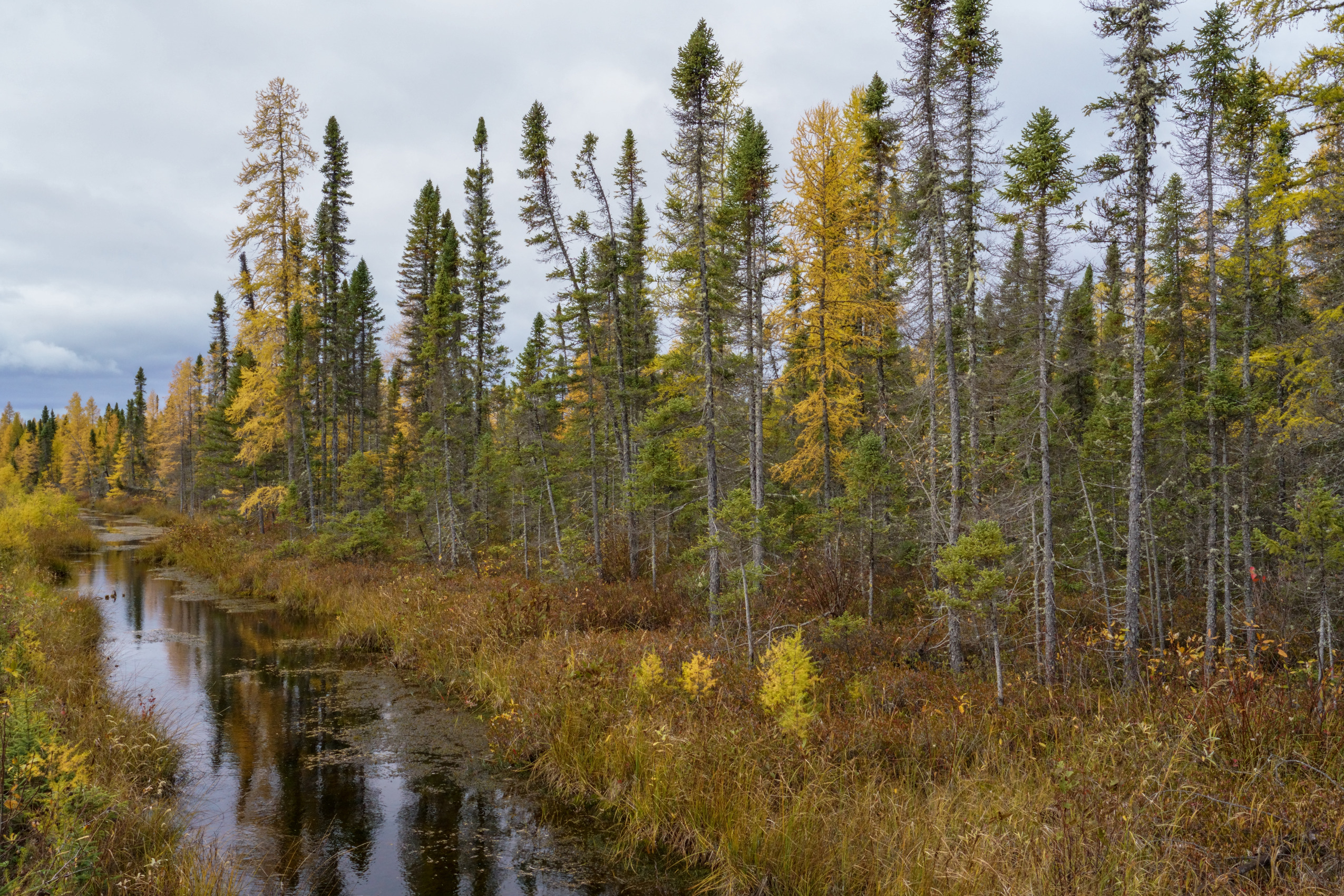Ontario Ring of Fire: a stream through stands of larches