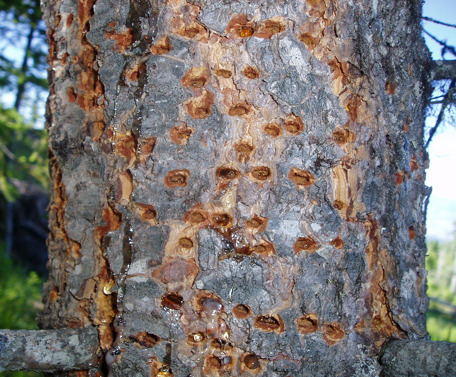 Williamson's sapsuckers drill holes in western larch, Douglas fir and pine trees to extract sap. 