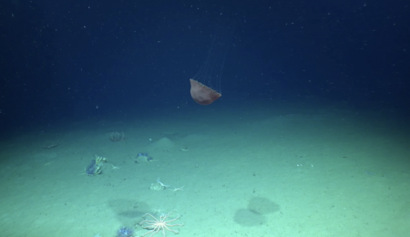 Jelly fish and spindly crabs in the ocean