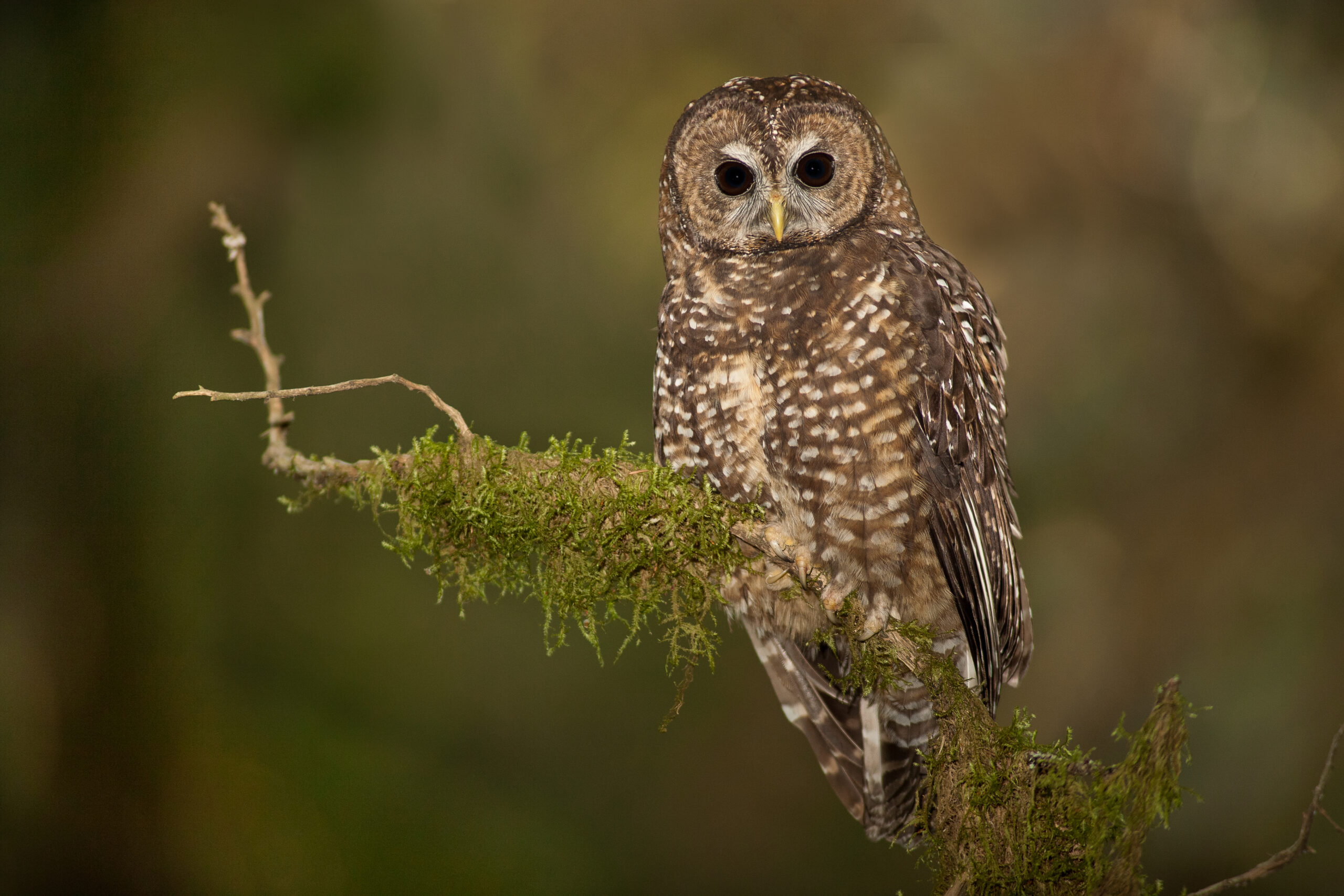 Photo of spotted owl