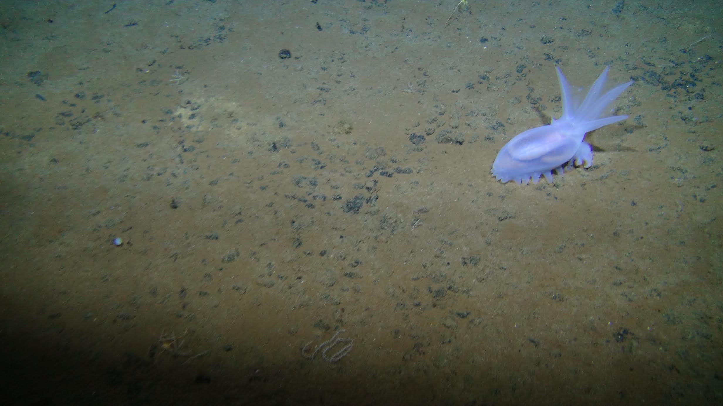 A purpley-blue sea cucumber is seen on the ocean seafloor covered in metallic nodules. Deep sea mining companies are after these nodules as a source of metals for batteries