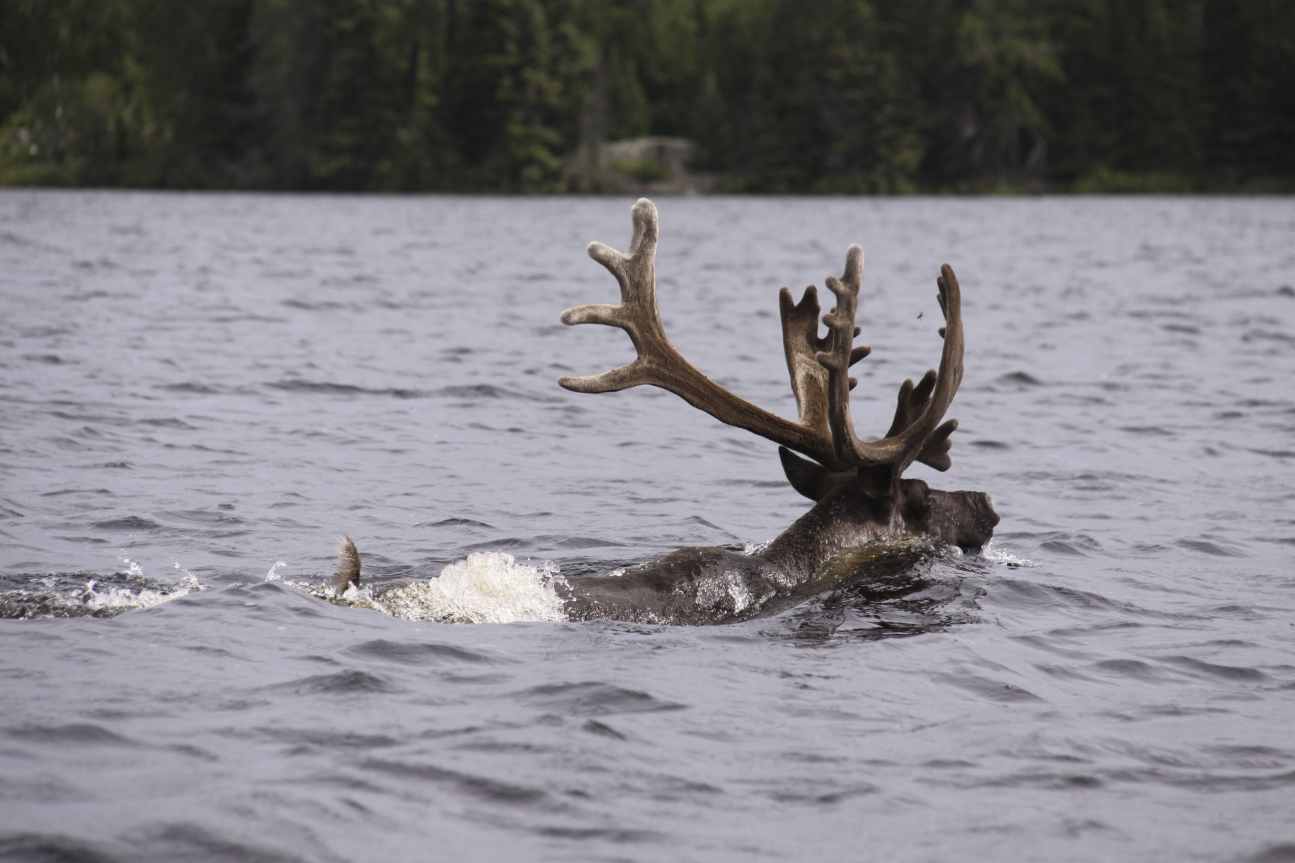 A woodland caribou wades through water