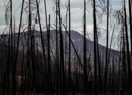 Photo illustration of trees after forest fire with a mountain in the background.