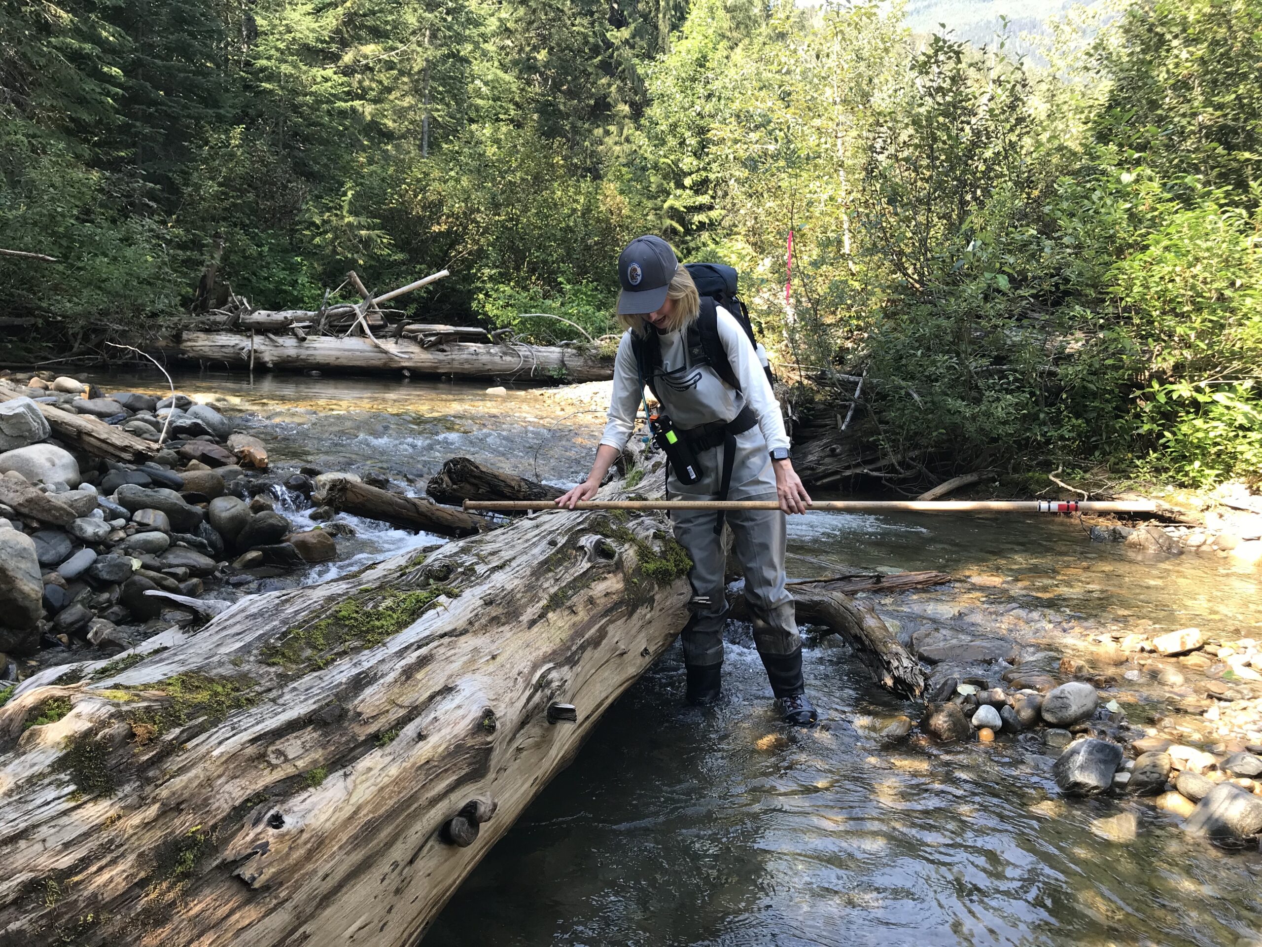 Brittany Milner, a field assistant and master's student at Simon Fraser University, wears waders and a ball cap as she measures a log in a creek