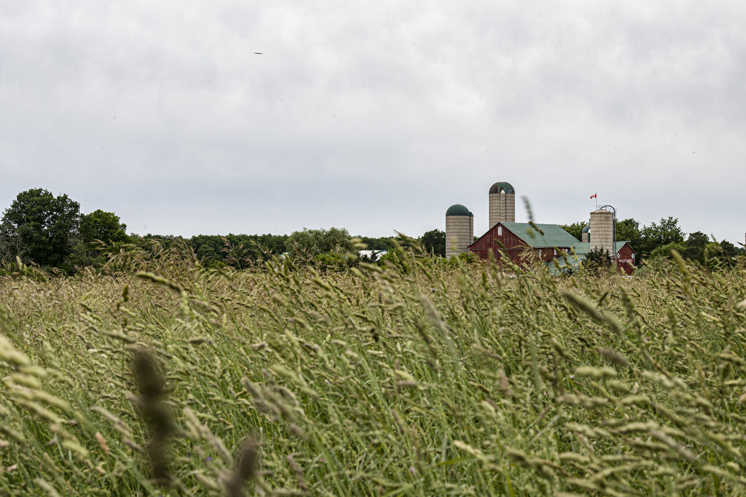 Ontario Greenbelt: a barn visible seen through tall grass
