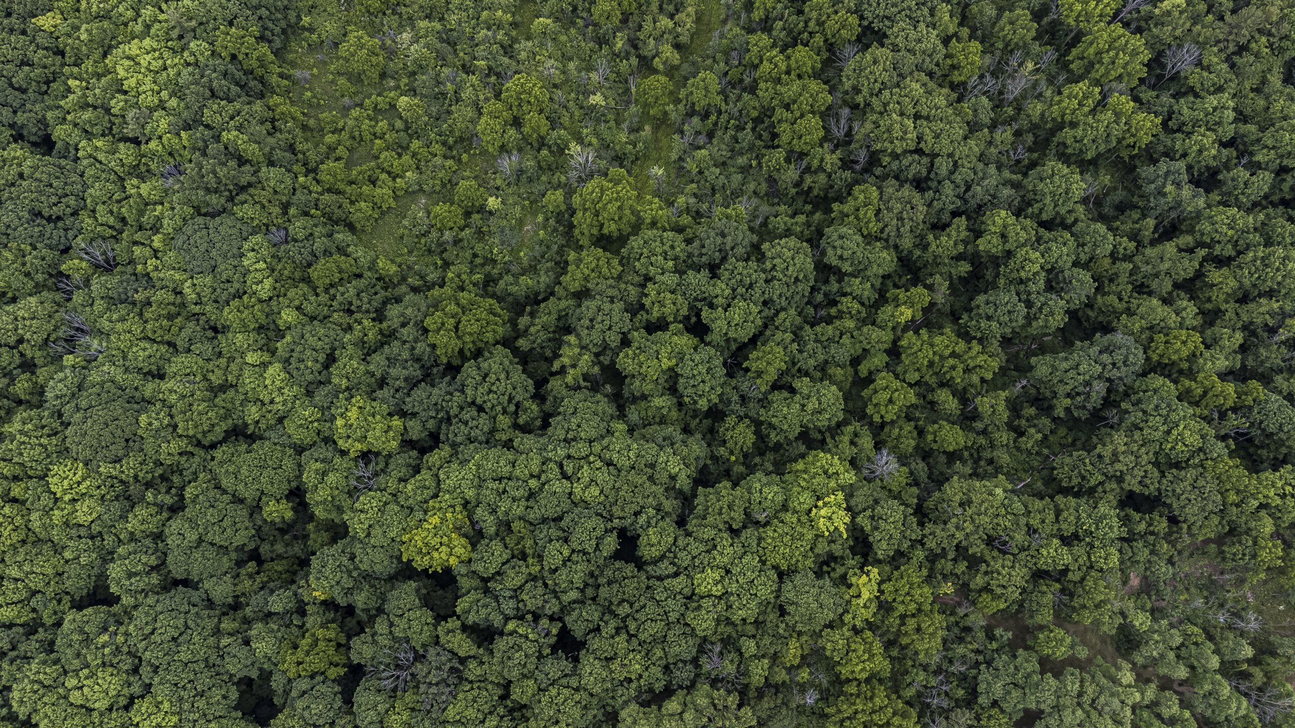 Ontario Greenbelt: An overhead view of forest