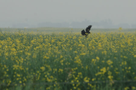 A crow flies above canola in an Alberta field on a smoky day