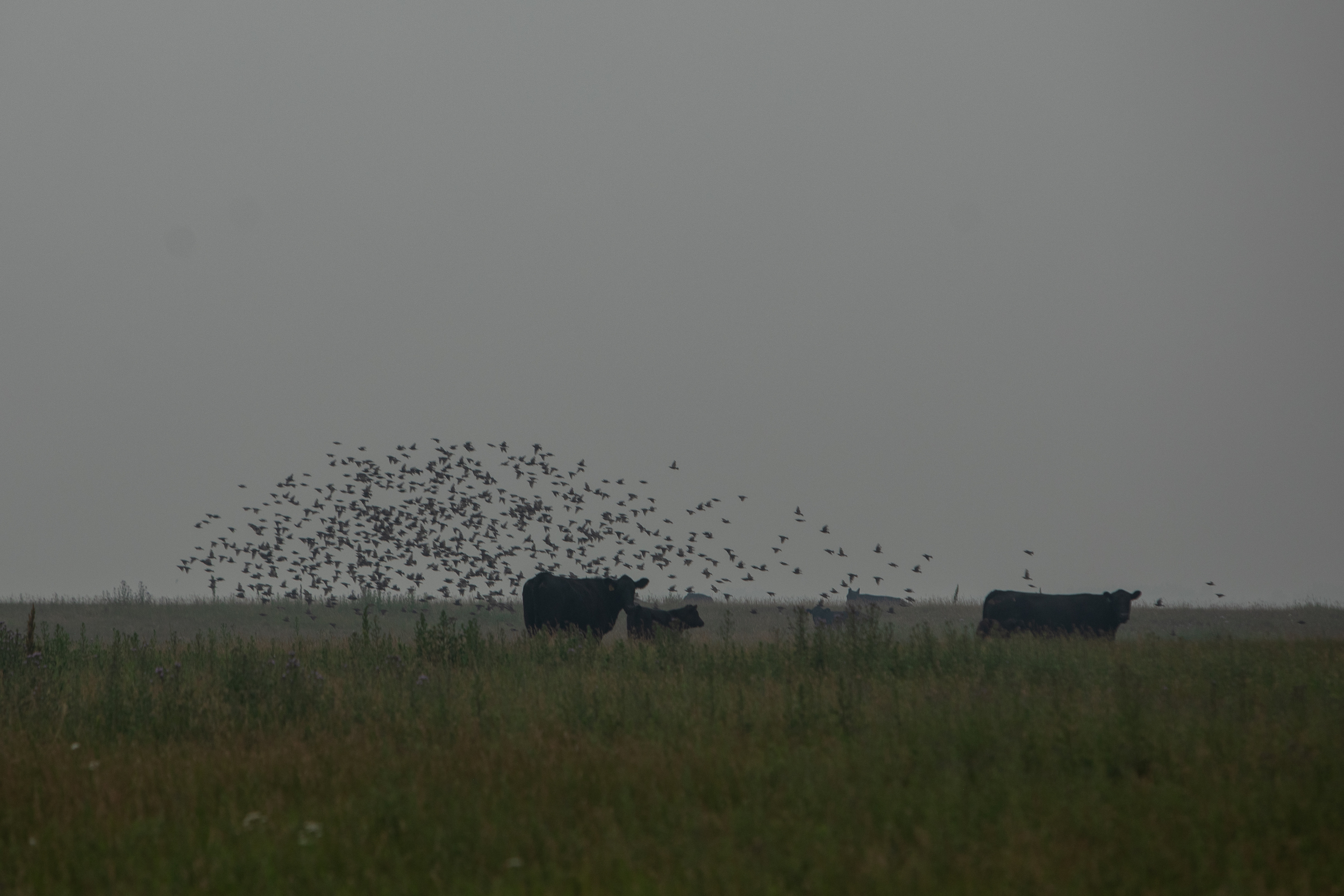 Cattle graze under a flock of birds in an Alberta field