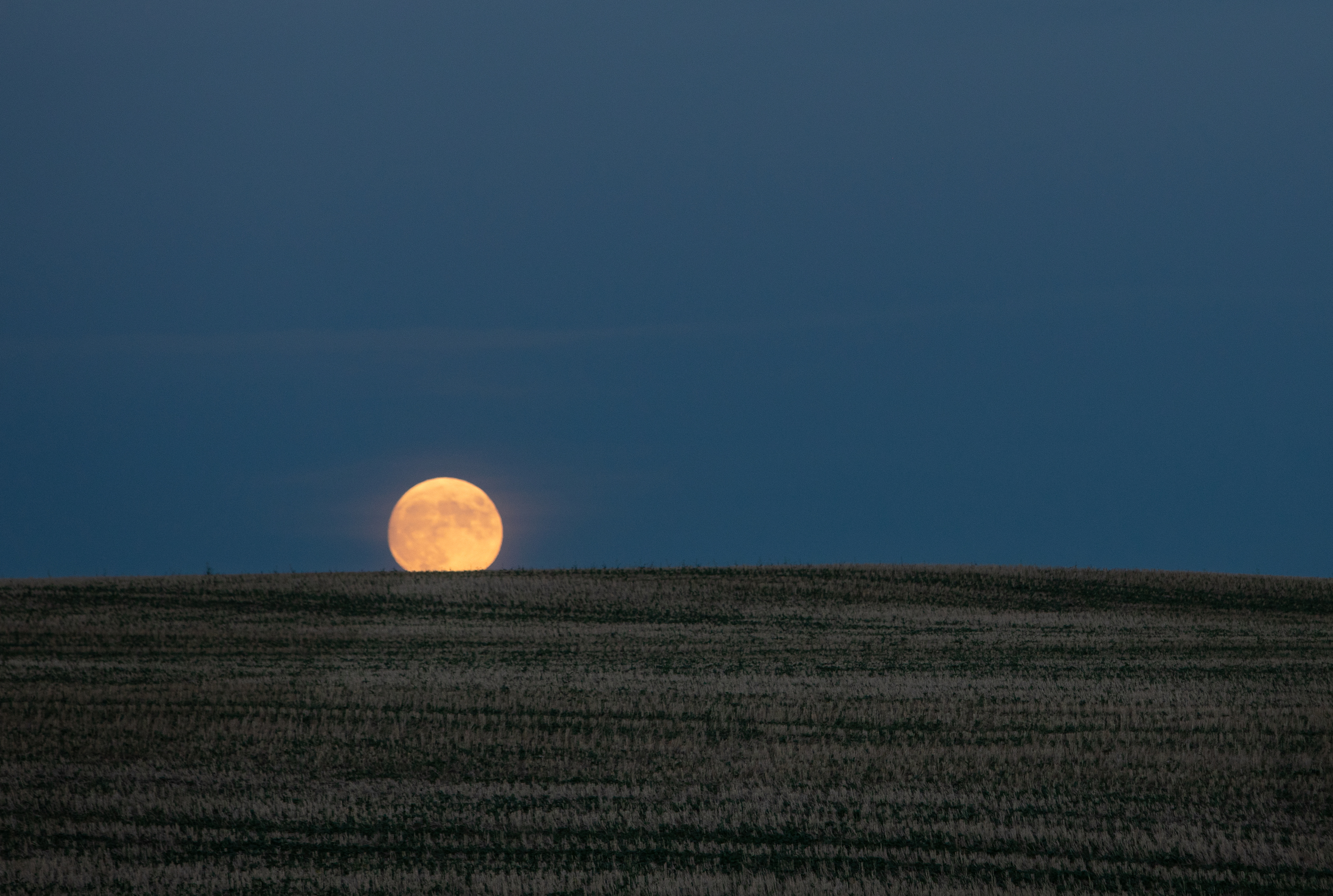 An orange moon on the horizon over a harvested Alberta field