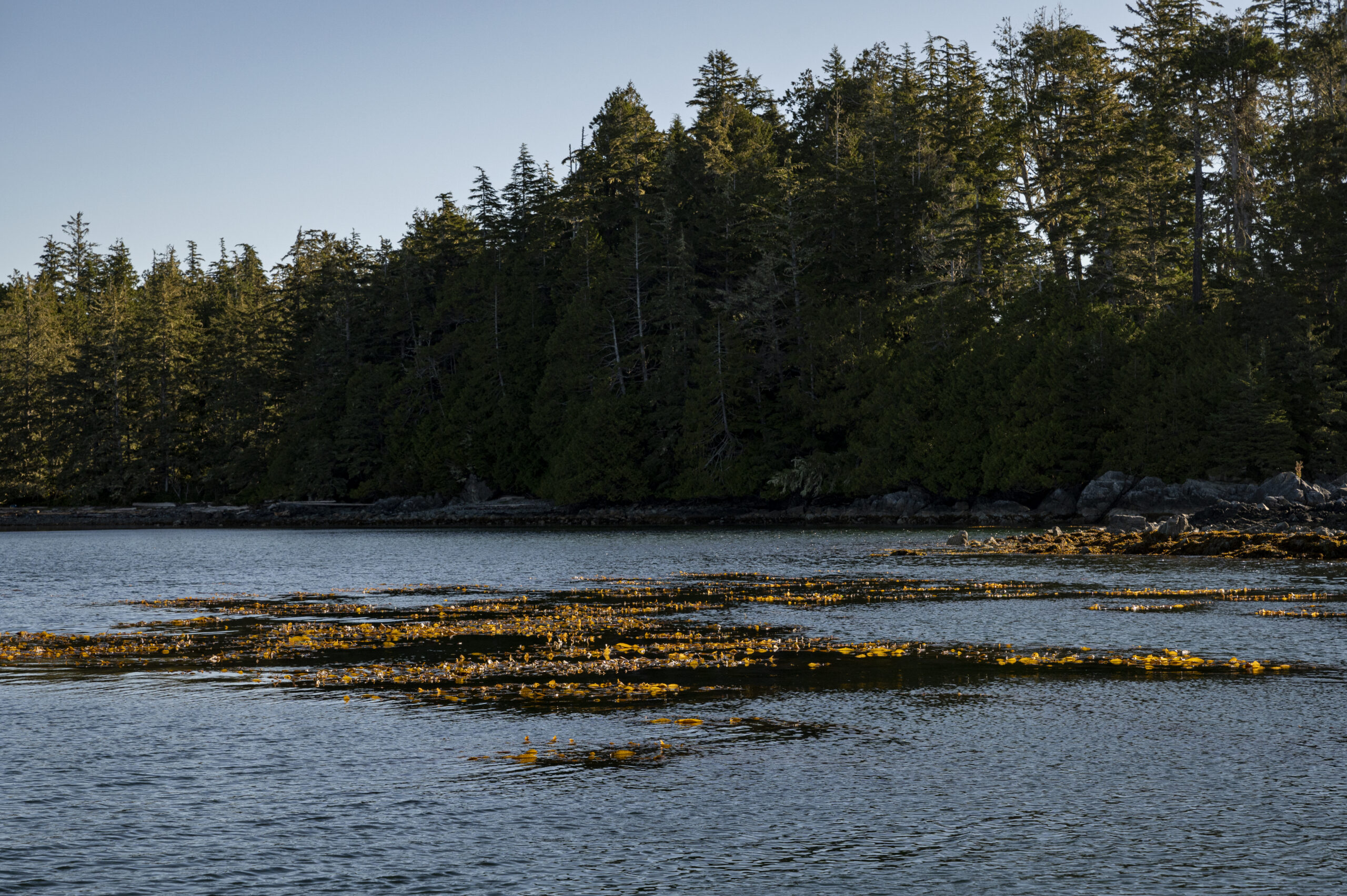 A landscape photo of a kelp forest, with just the tips of the kelp forests visible at the surface. Trees in the background.