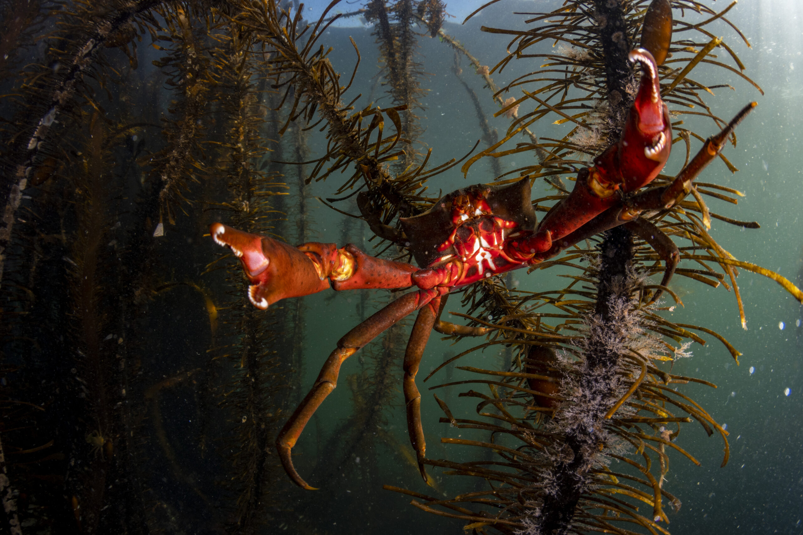 A northern kelp crab amid feather boa kelp