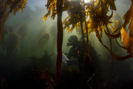 Lead scientist Kieran Cox records the life he sees along a transect in the kelp forest.