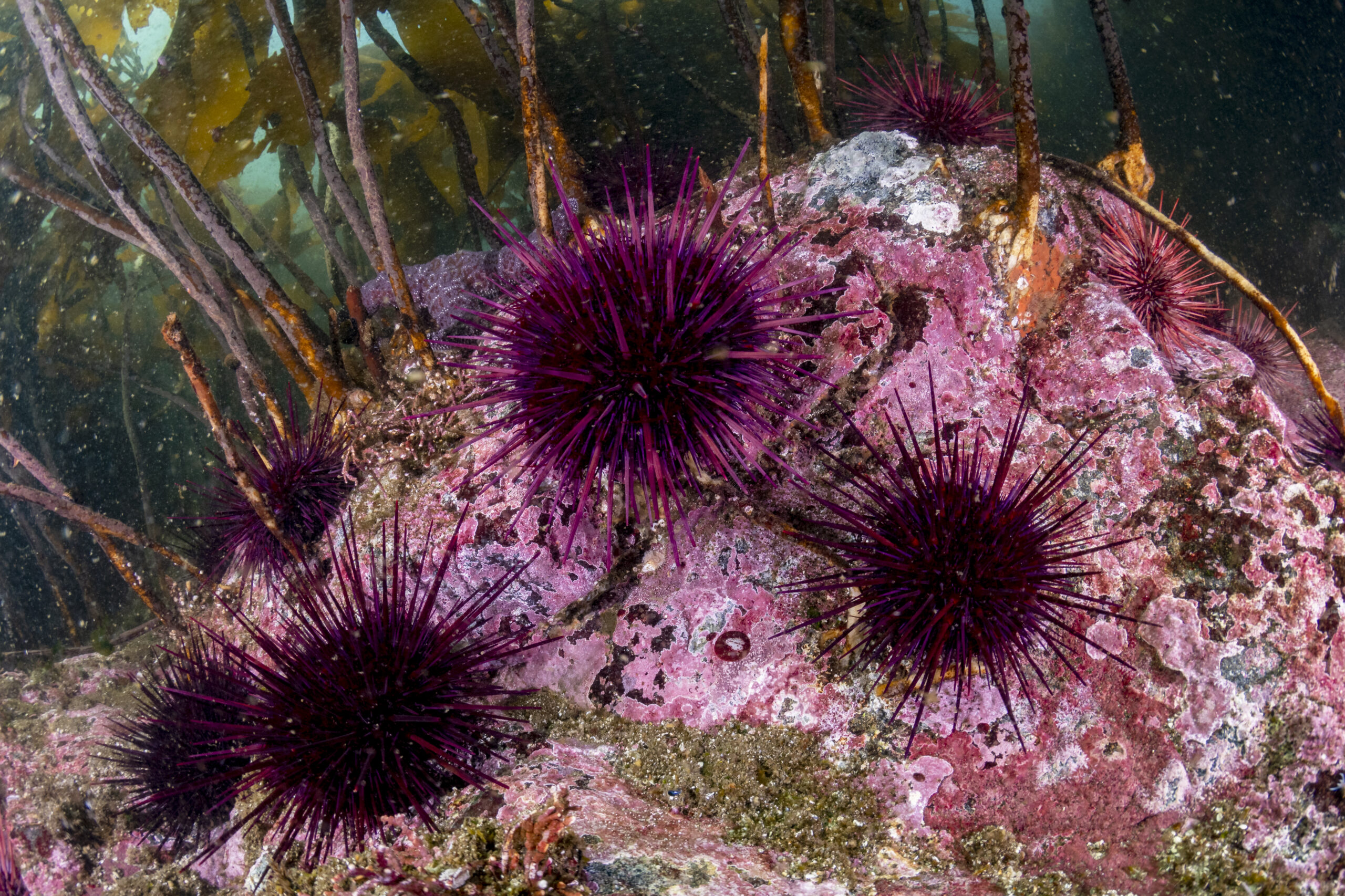 A close up of purple, spikey sea urchins