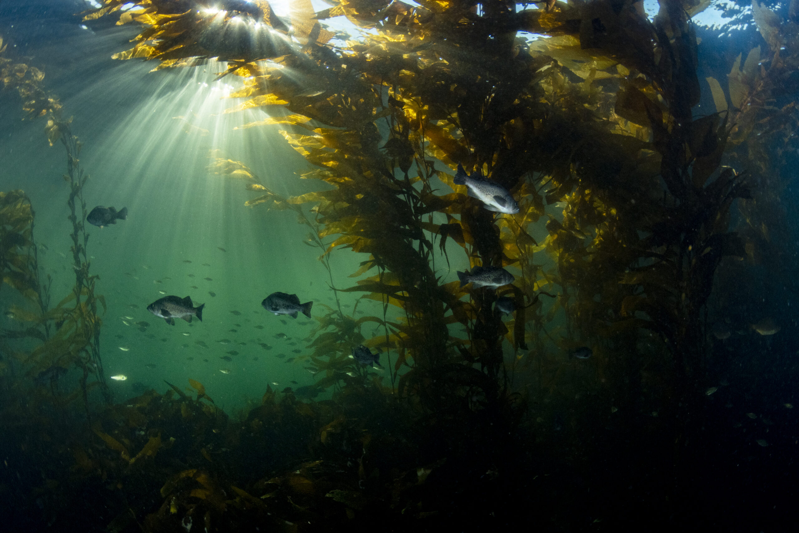 Black rock fish are seen swimming in a kelp forest as sunlight streams through the water.