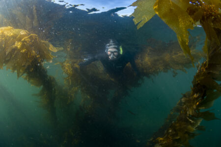 Reporter Ainslie Cruickshank explores a kelp forest underwater while working on a story in Barkley Sound, Vancouver Island, BC, Canada.