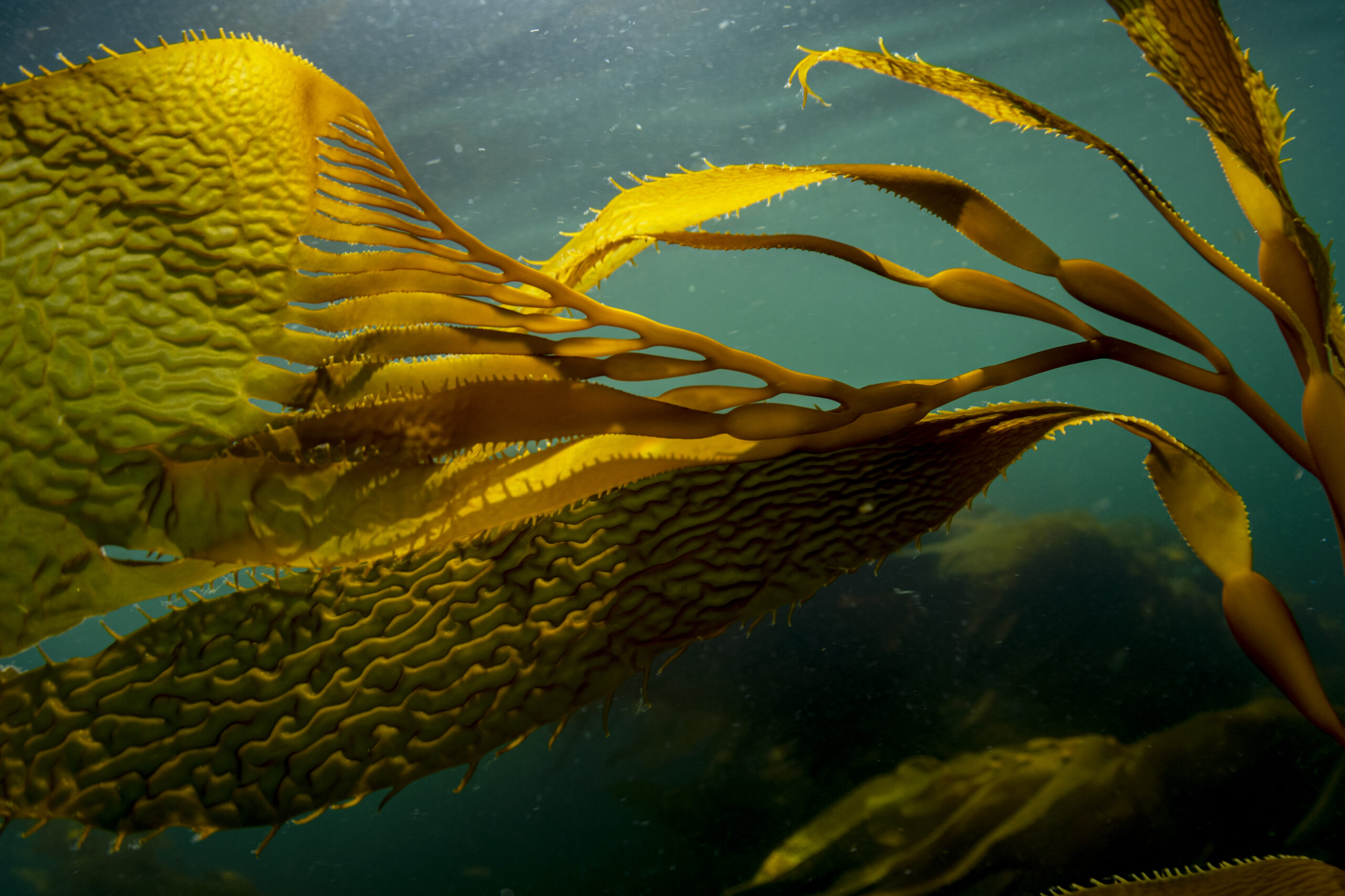 A close up of giant kelp in a stream of sunlight in Barkley Sound