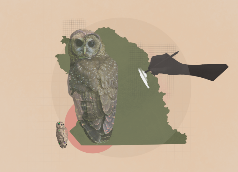 A photo illustration showing an owl over a map