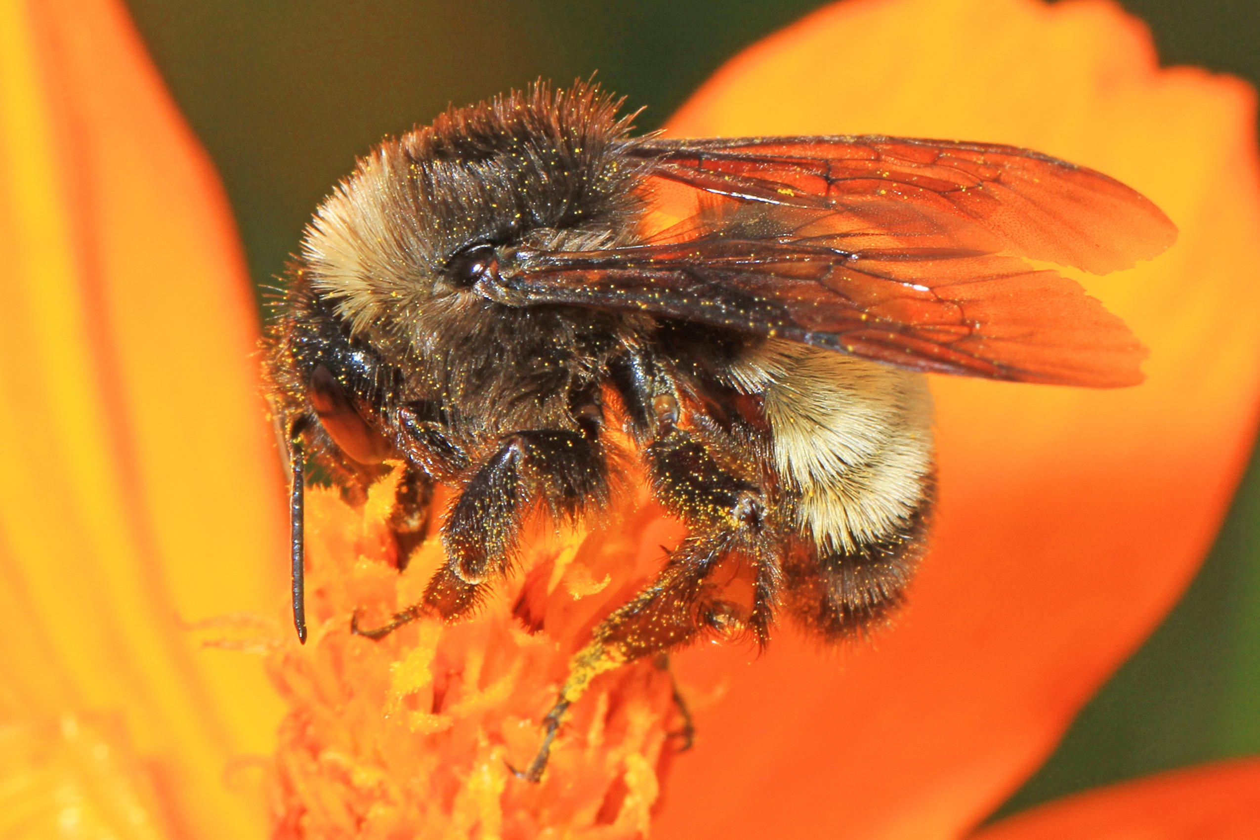 A closeup of a bee on a flower, covered in pollen