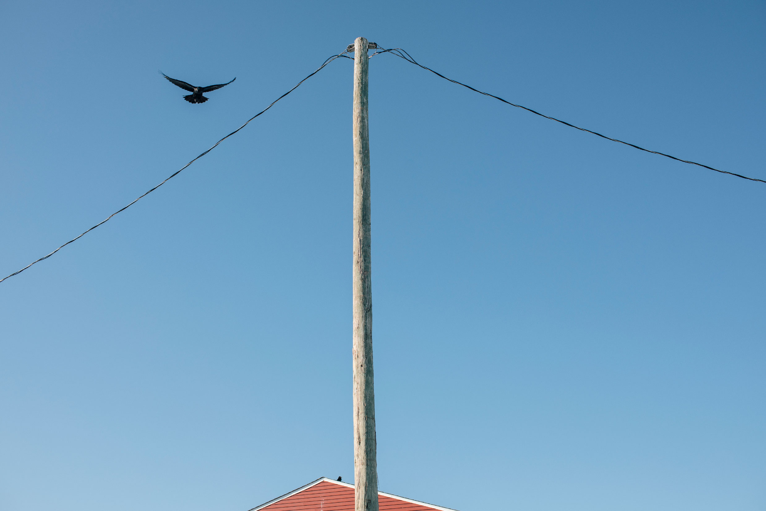 A telephone poll in Fort Chipewyan, with a bird flying by.