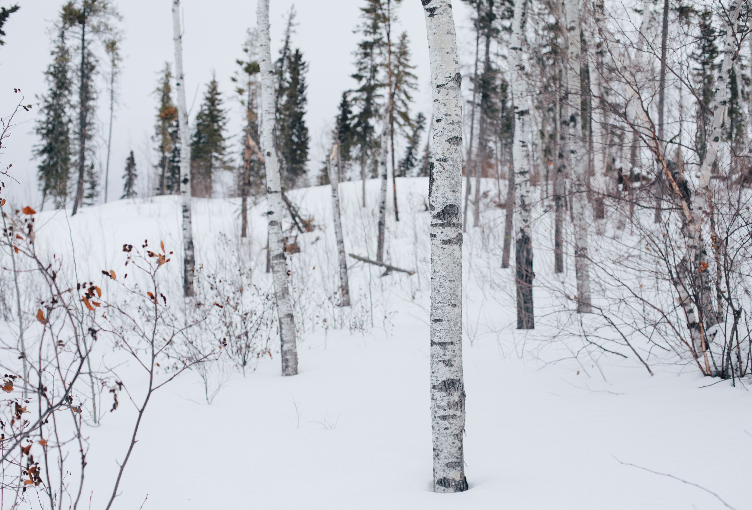 White birch trees stand in a snowy landscape.