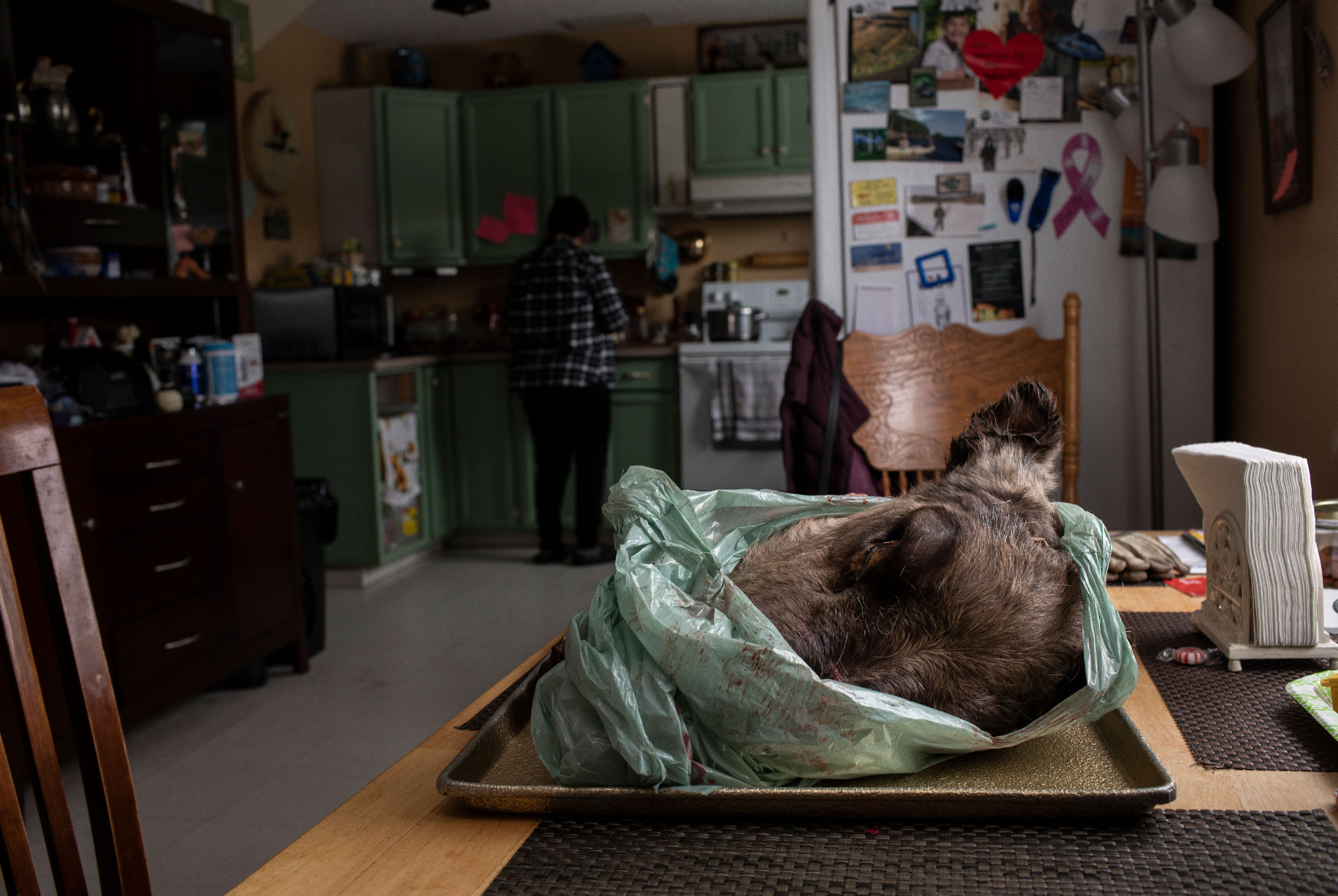 A caribou head sits in a green plastic bag on a kitchen table.