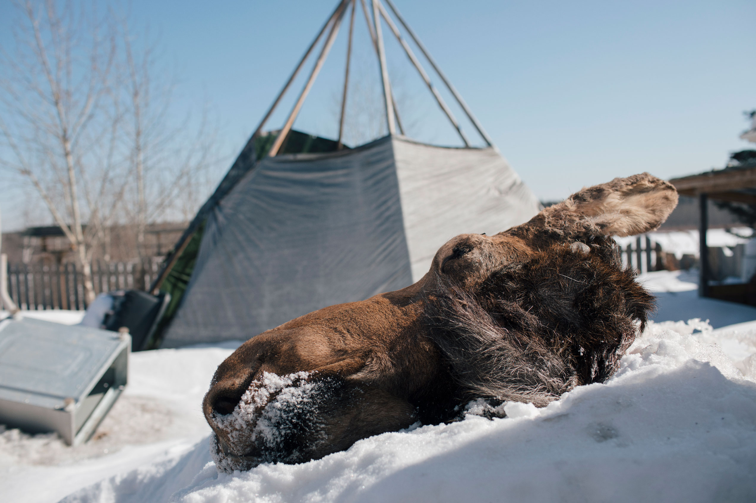 A moose harvested by L'Hommecourt, seen on snowy ground.