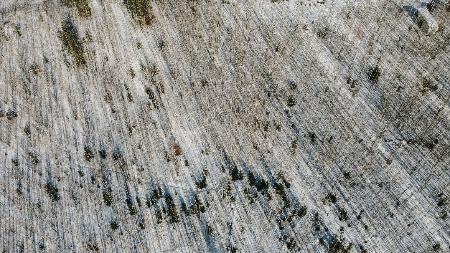 Animal tracks in the woods near Jean L'Hommecourt's cabin 13 km away from Imperial Oil's Kearl Lake oilsands mine near Fort McKay