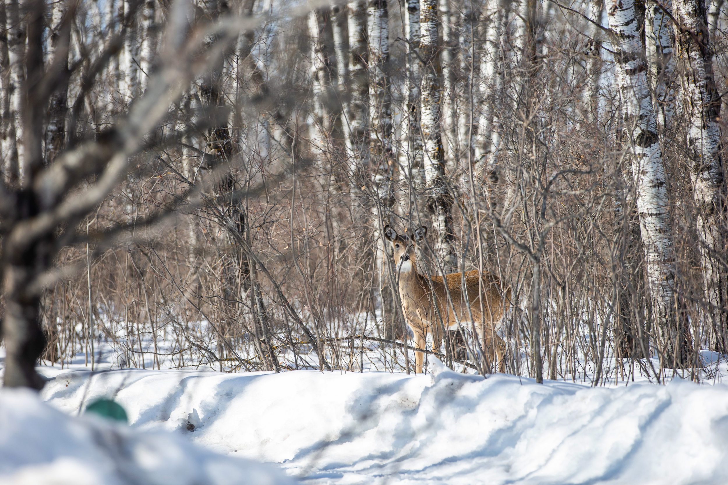 A deer pauses in the bush on the Mustard family property near Vivian, Manitoba