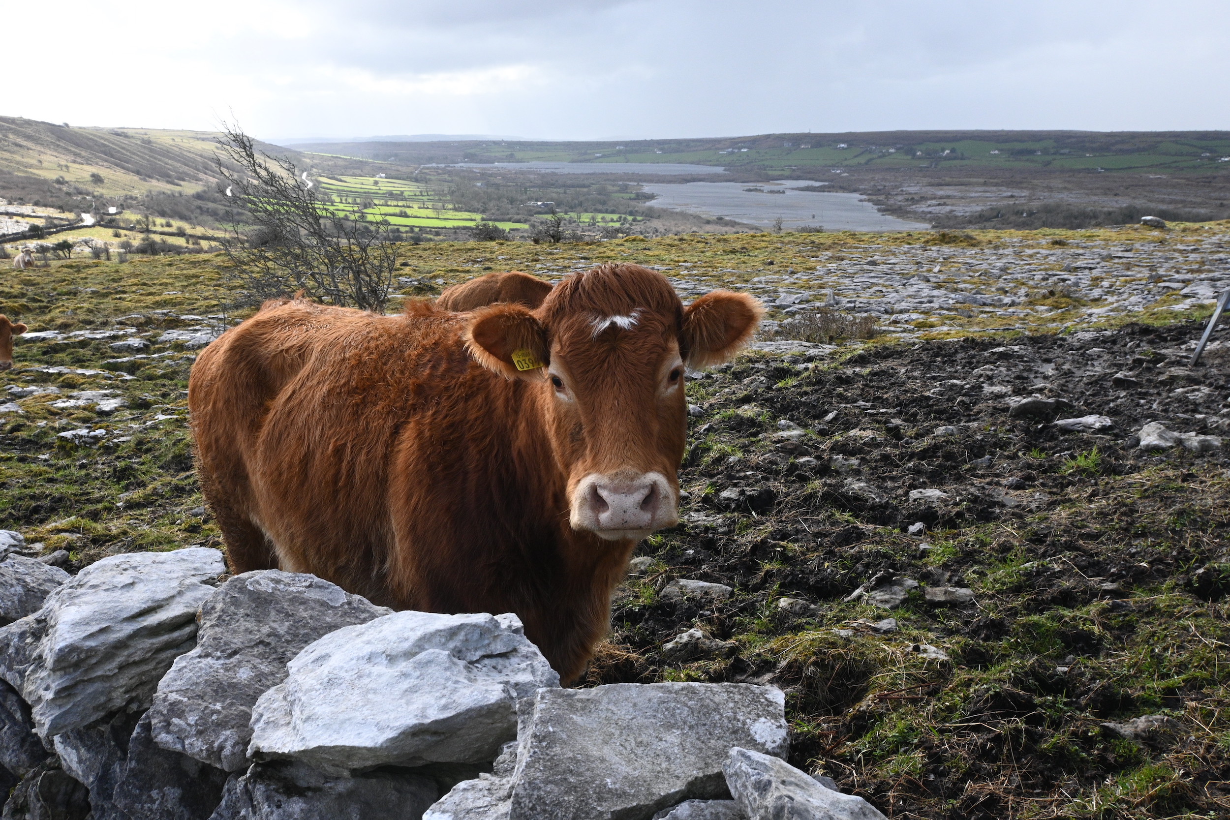 In recent decades, the Burren winterage system in Ireland was threatened by misguided food production policy. Local farmers and ecologists helped save it, presenting the national and European governments with evidence of the system’s environmental merit.