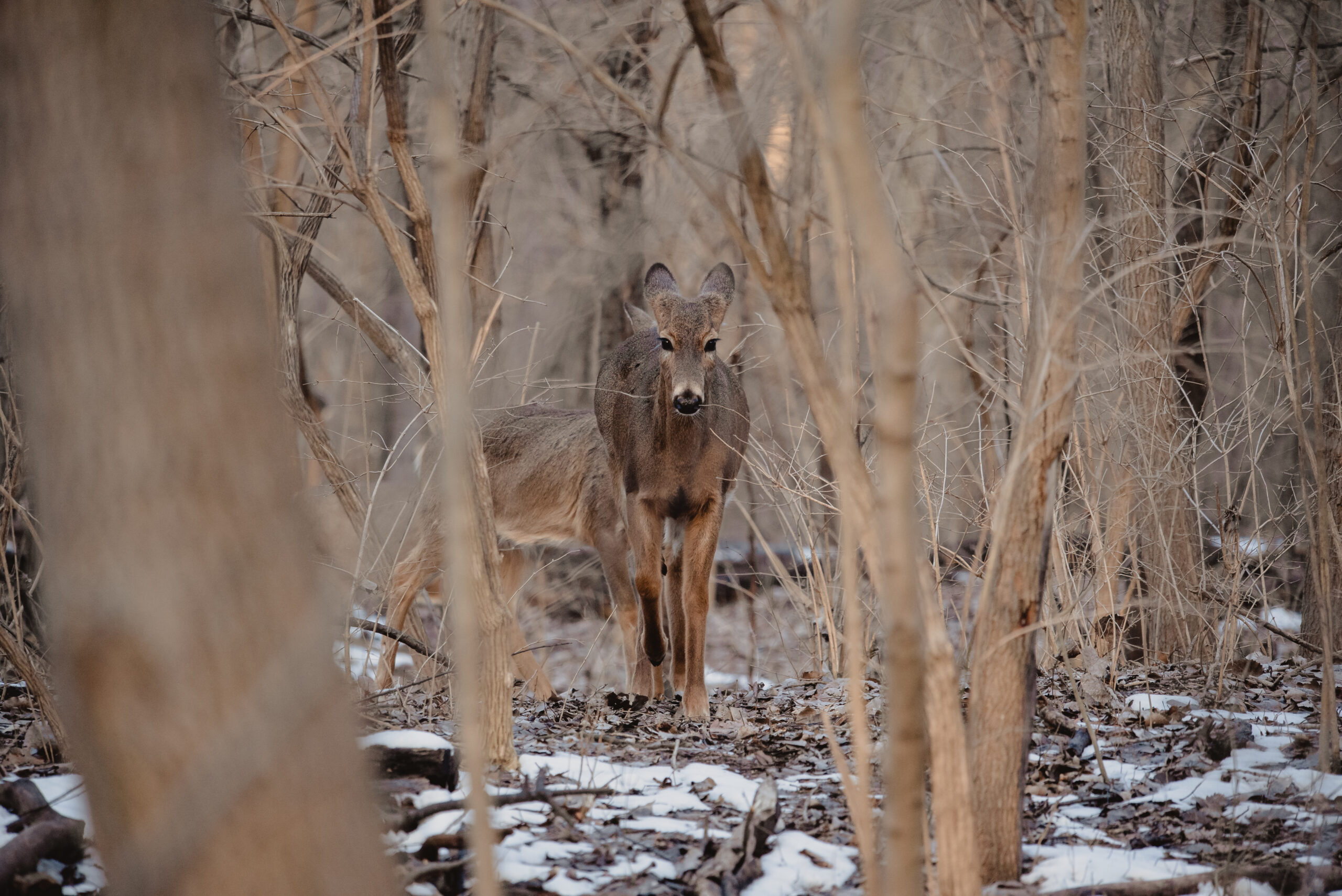 A deer in the woods, with another one out of focus behind it. A smattering of snow on the ground.